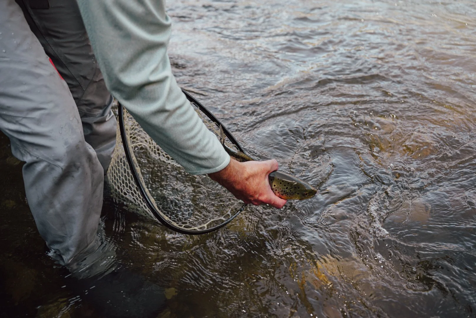 Person releasing a trout into a river, holding it with a fishing net nearby.