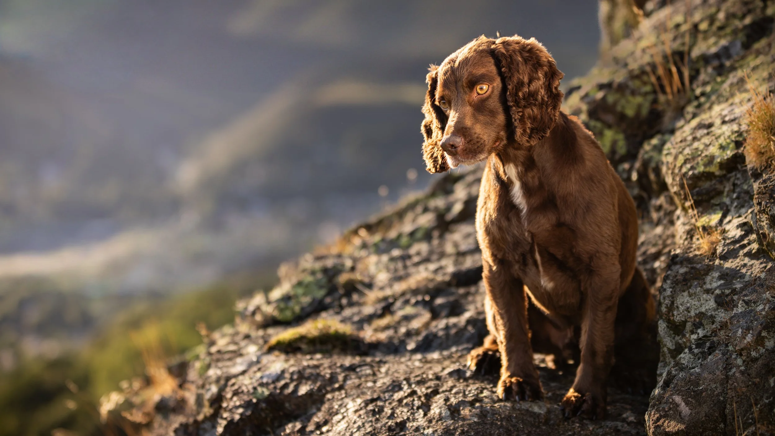 A brown Cocker Spaniel dog with long ears sitting on a rocky hillside outdoors during sunset.