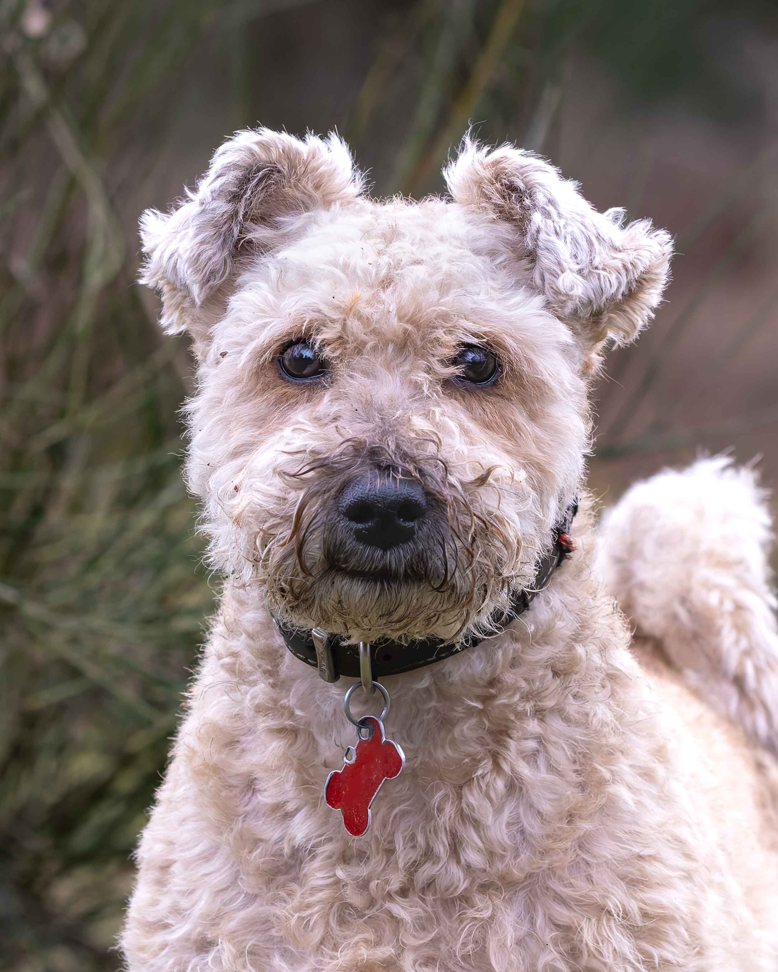 Close-up of a fluffy, curly-haired Welsh Terrier cross dog with dark eyes and a black collar with a red bone-shaped tag, outdoors with blurred greenery in the background.