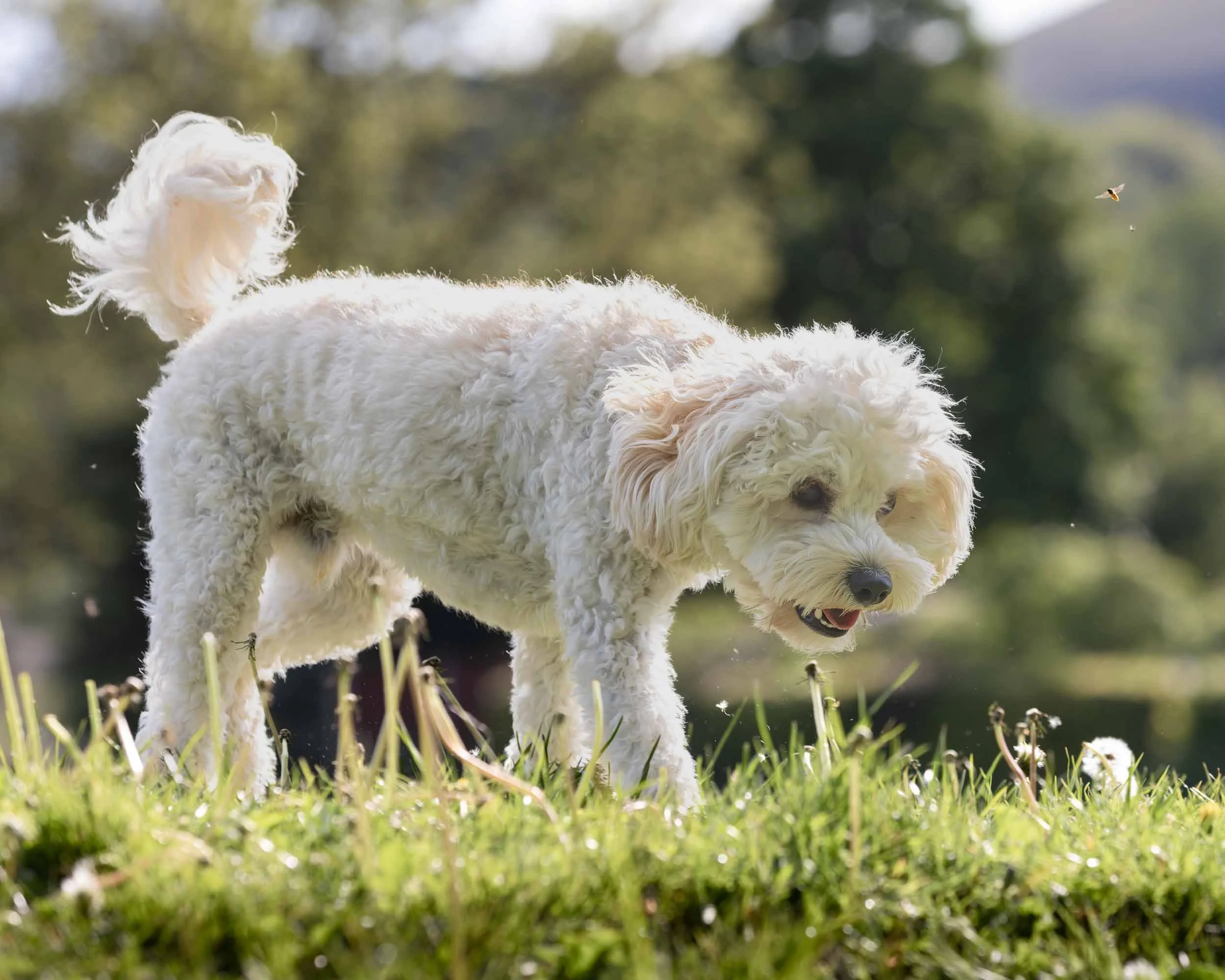 A fluffy white Toya Cavapoo dog standing on grass with a background of trees and a flying insect nearby.
