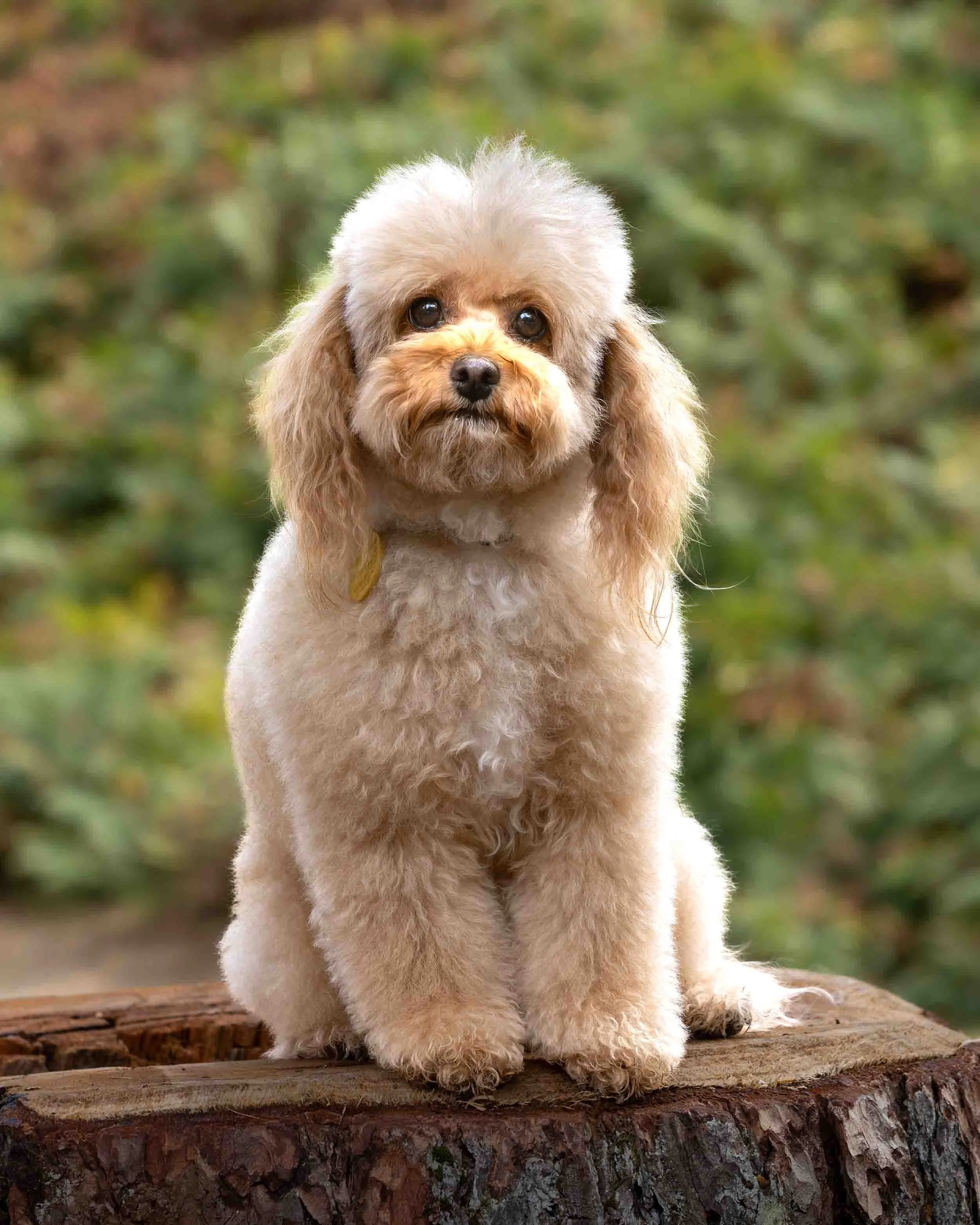 A cute, fluffy, cream-coloured Toy Cavapoo dog with long floppy ears sitting on a tree stump in an outdoor setting with green foliage in the background.