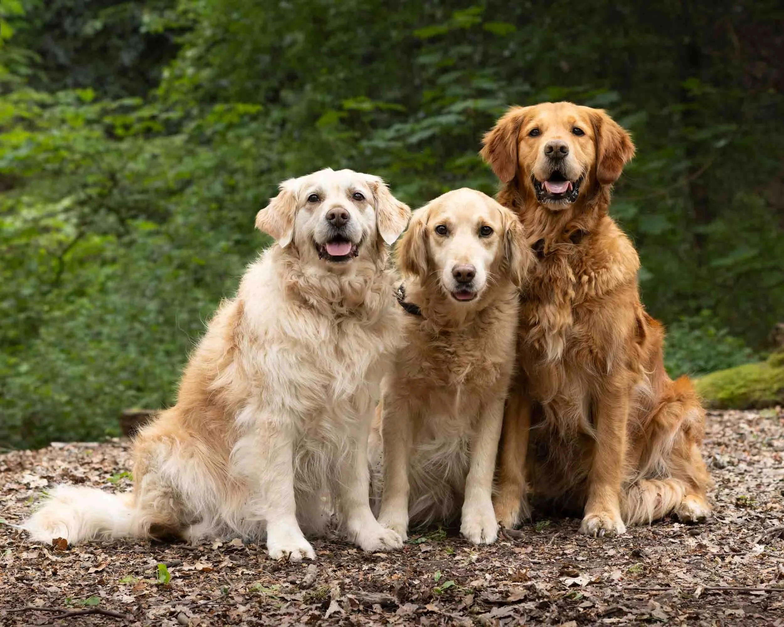Three Golden Retriever dogs sitting on a forest ground with green trees in the background.
