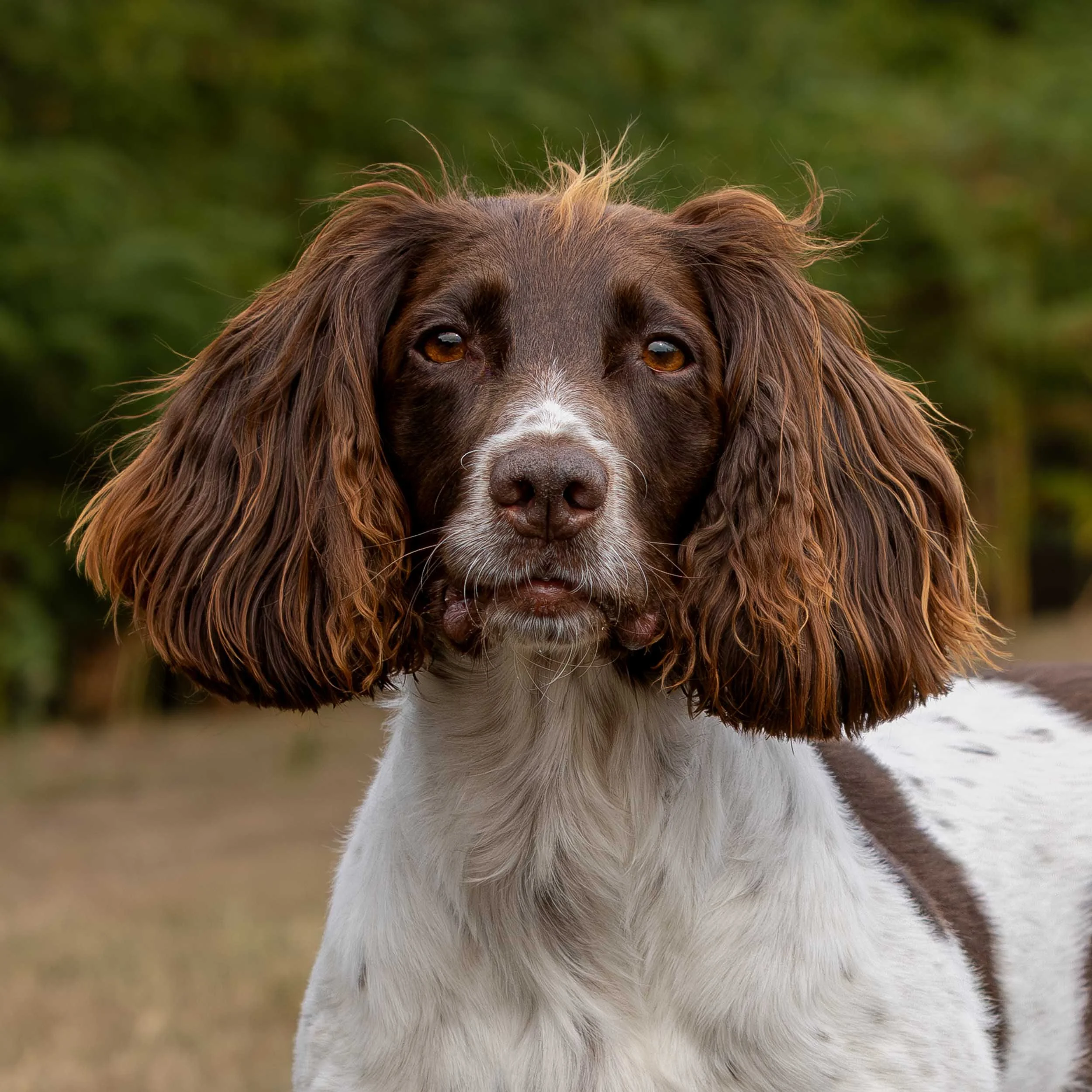 Close-up of a brown and white Springer Spaniel dog with floppy ears and amber eyes, outdoors with green foliage in the background.