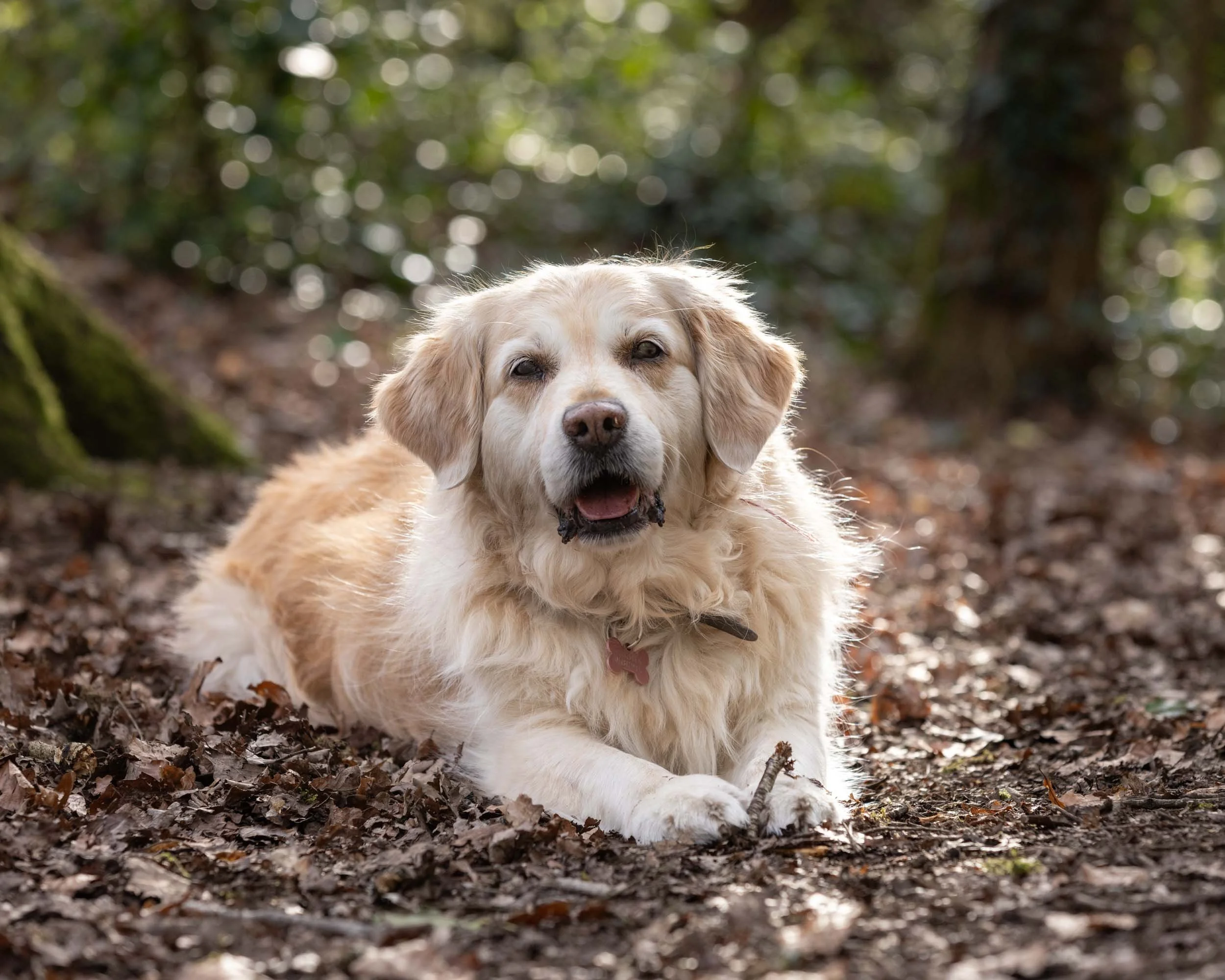 A Golden Retriever dog lying on a forest floor covered with brown leaves with blurred green foliage in the background.