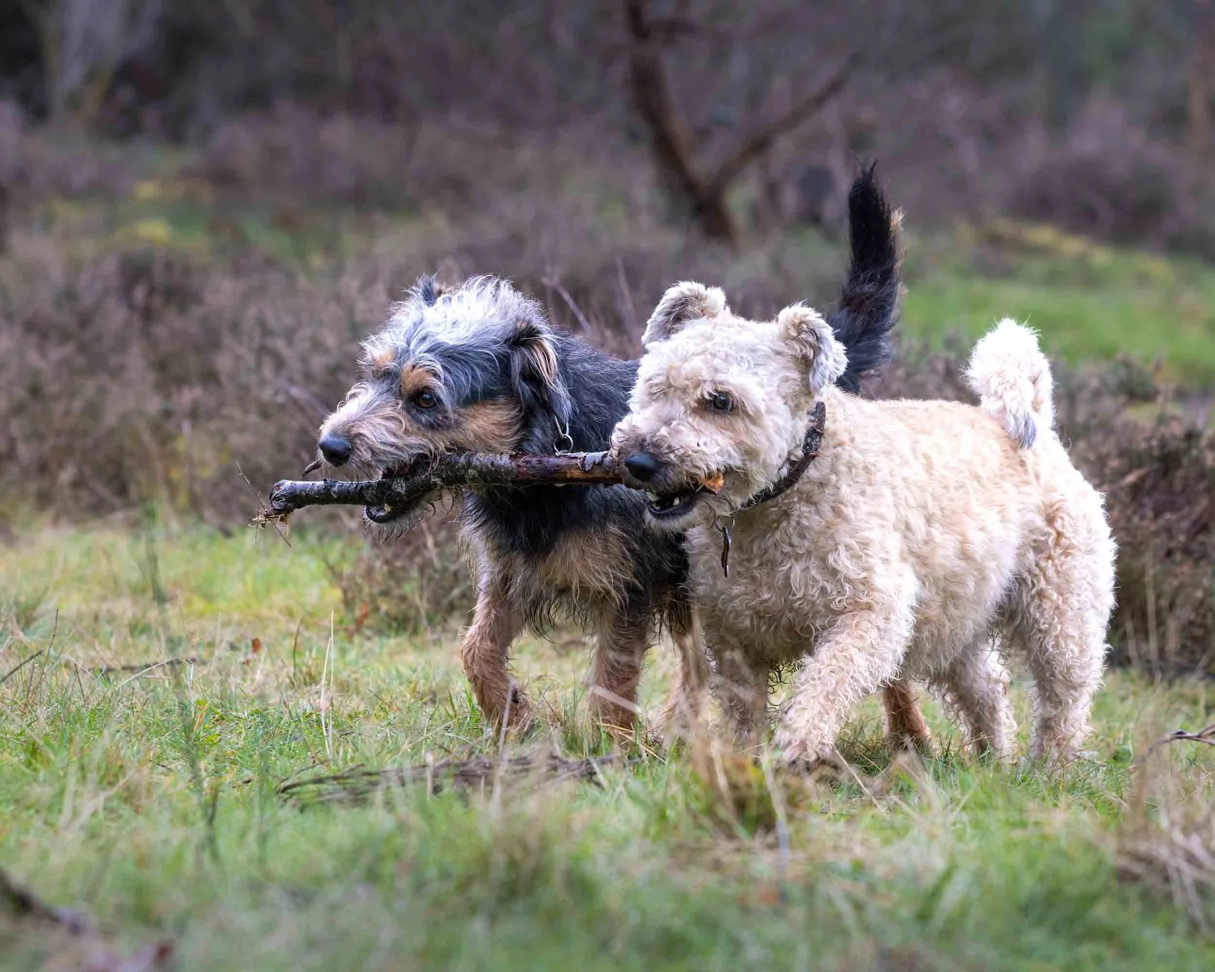 one is a Jack Russell cross with black, grey, and tan fur and the other Welsh Terrier cross with light cream-colored curly fur, are playing in a grassy area with some trees in the background. They are sharing a stick.