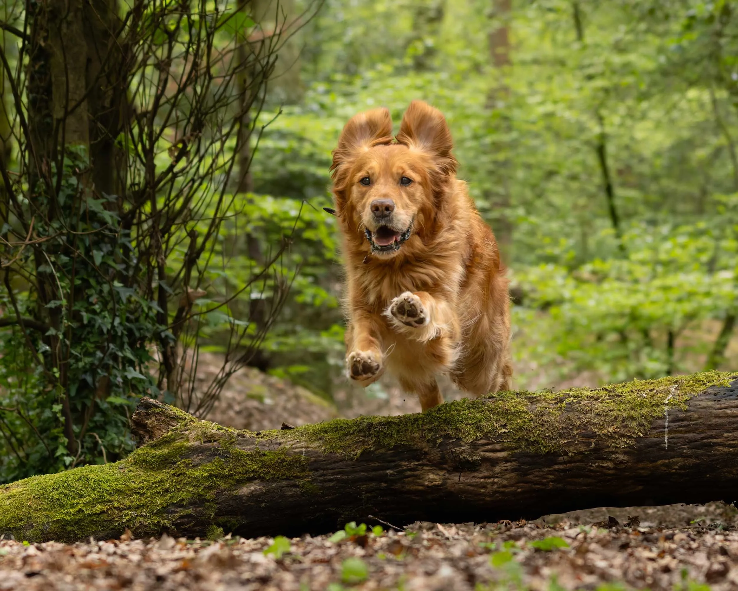 A dog running through a forest with a fallen moss-covered log in the foreground.