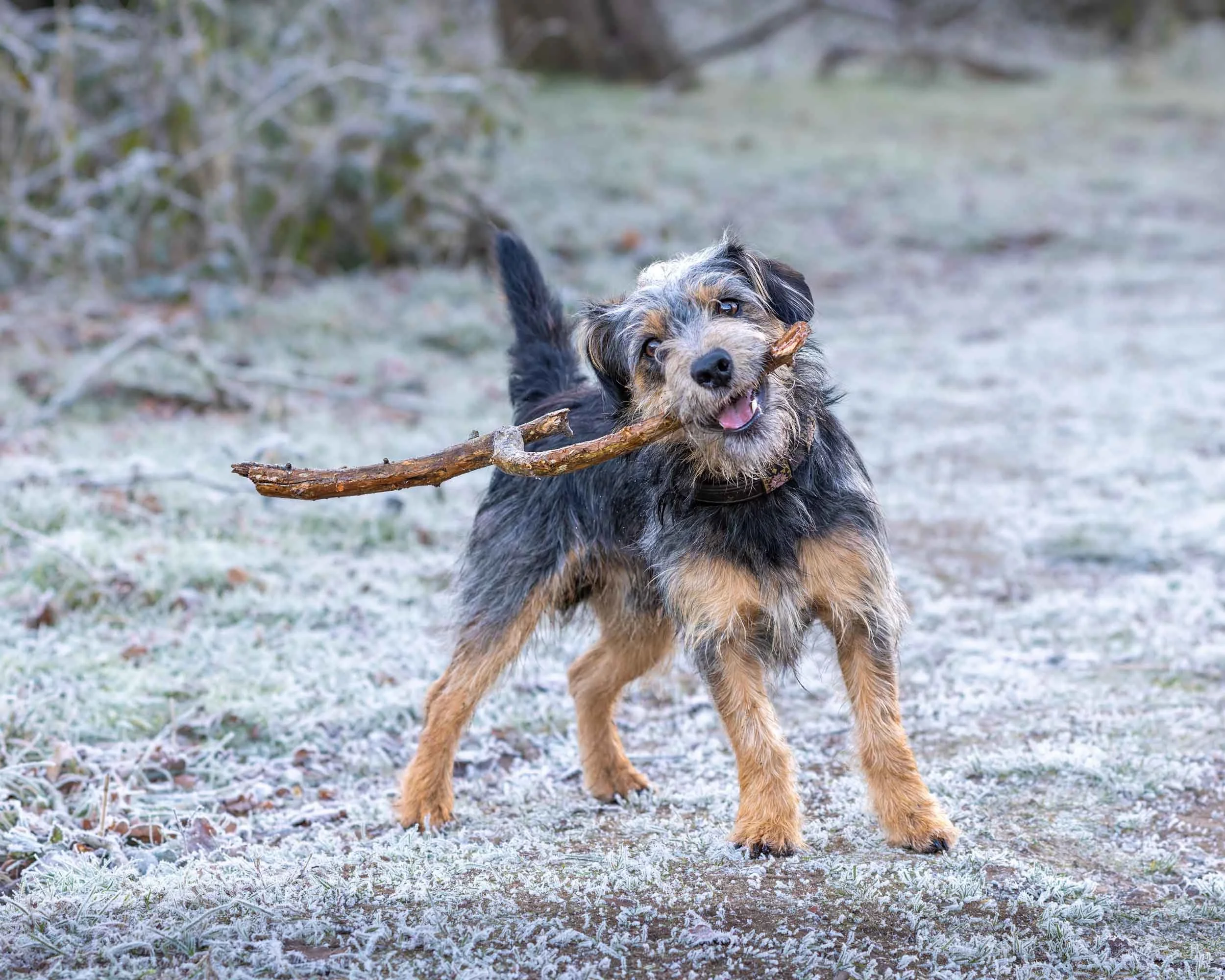 A small black, grey, and tan Jack Russell cross dog playing outside on a frosty day, holding a stick in its mouth, with frosted grass and bushes in the background.