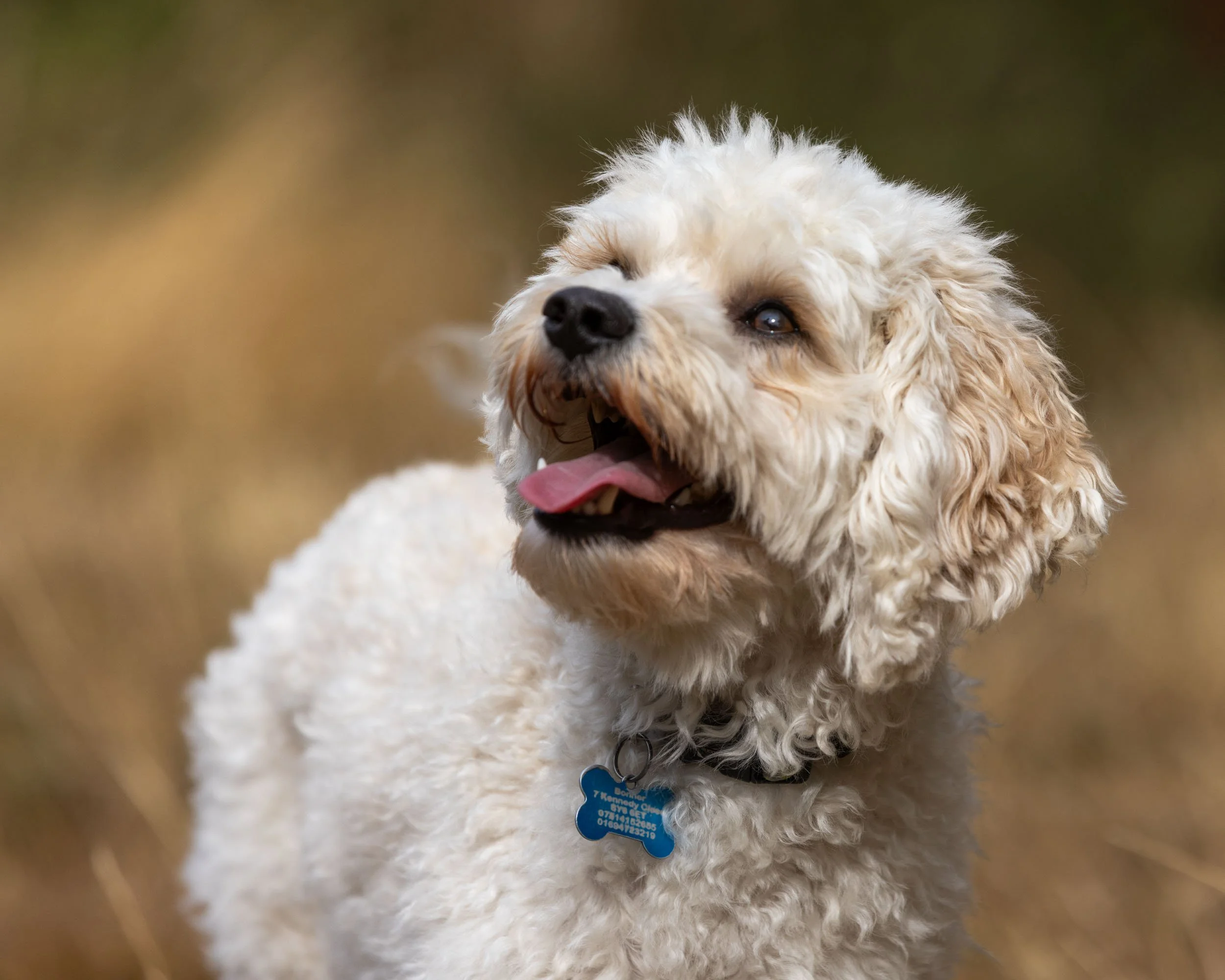 A fluffy white cavapoo dog with curly fur, tongue out, and wearing a blue collar with a name tag.