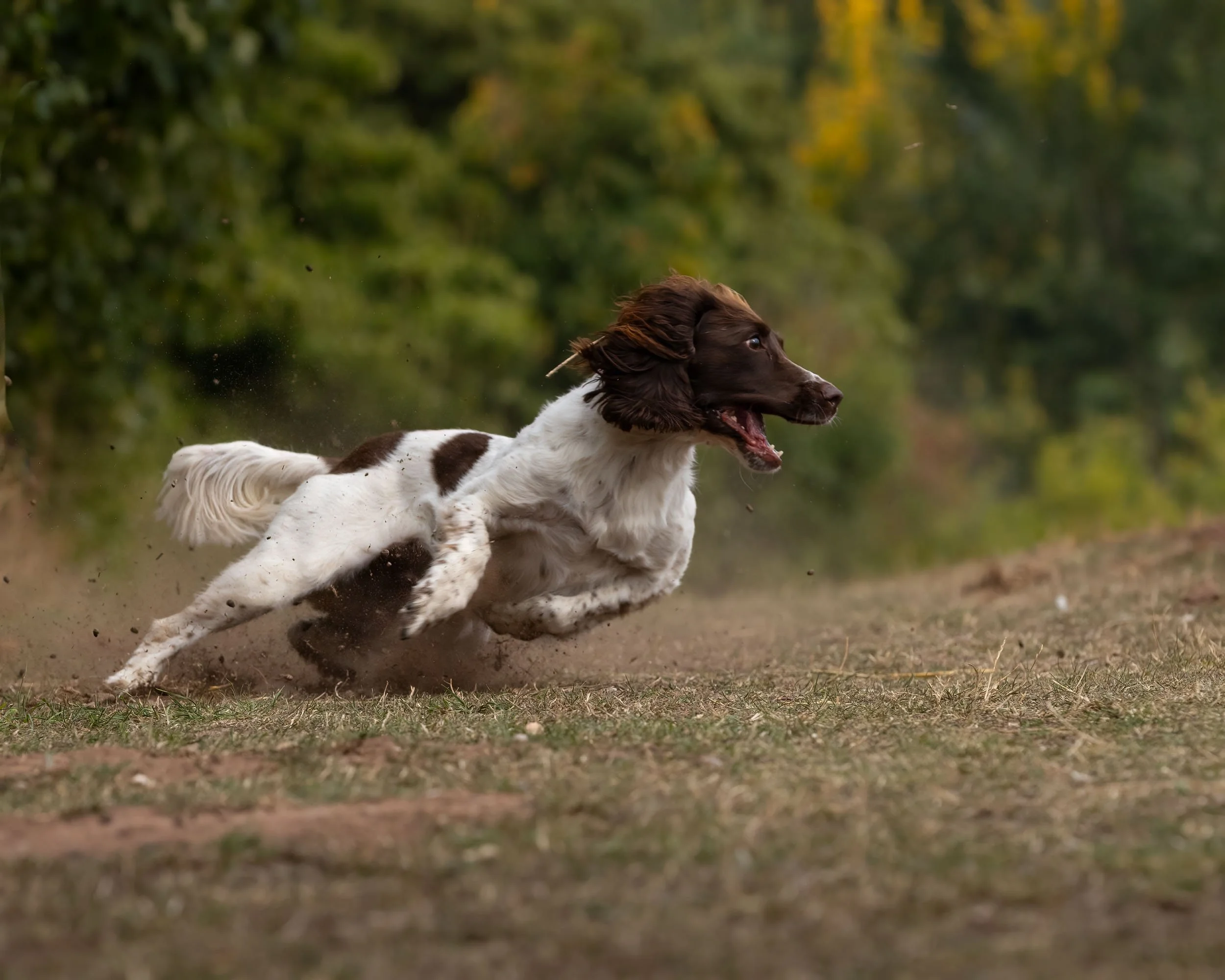 A Brown and white Springer Spaniel dog running on a dirt trail through a green wooded area.