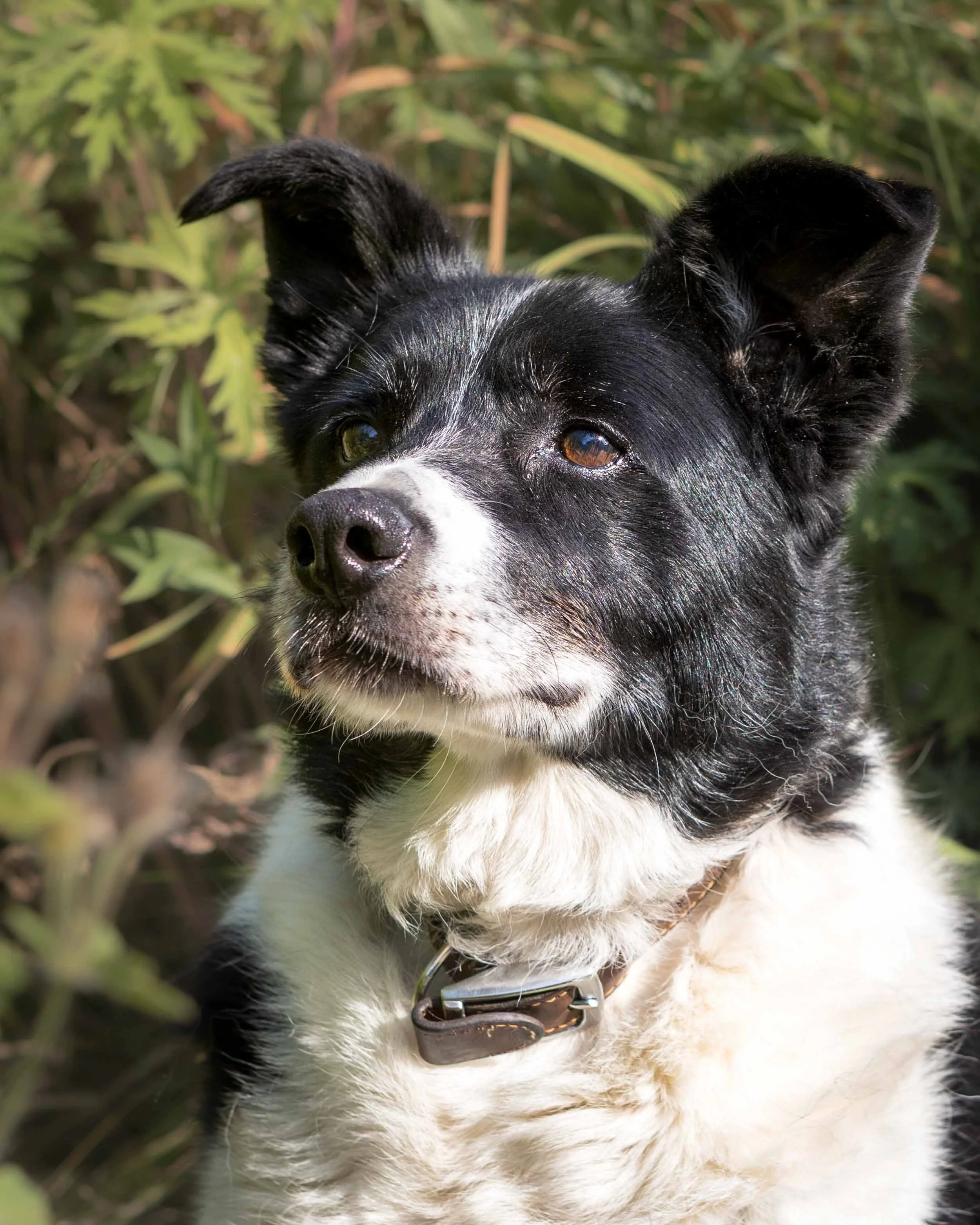 Close-up of a black and white border collie dog with pointy ears, brown eyes, and a black collar, outdoors among green foliage.