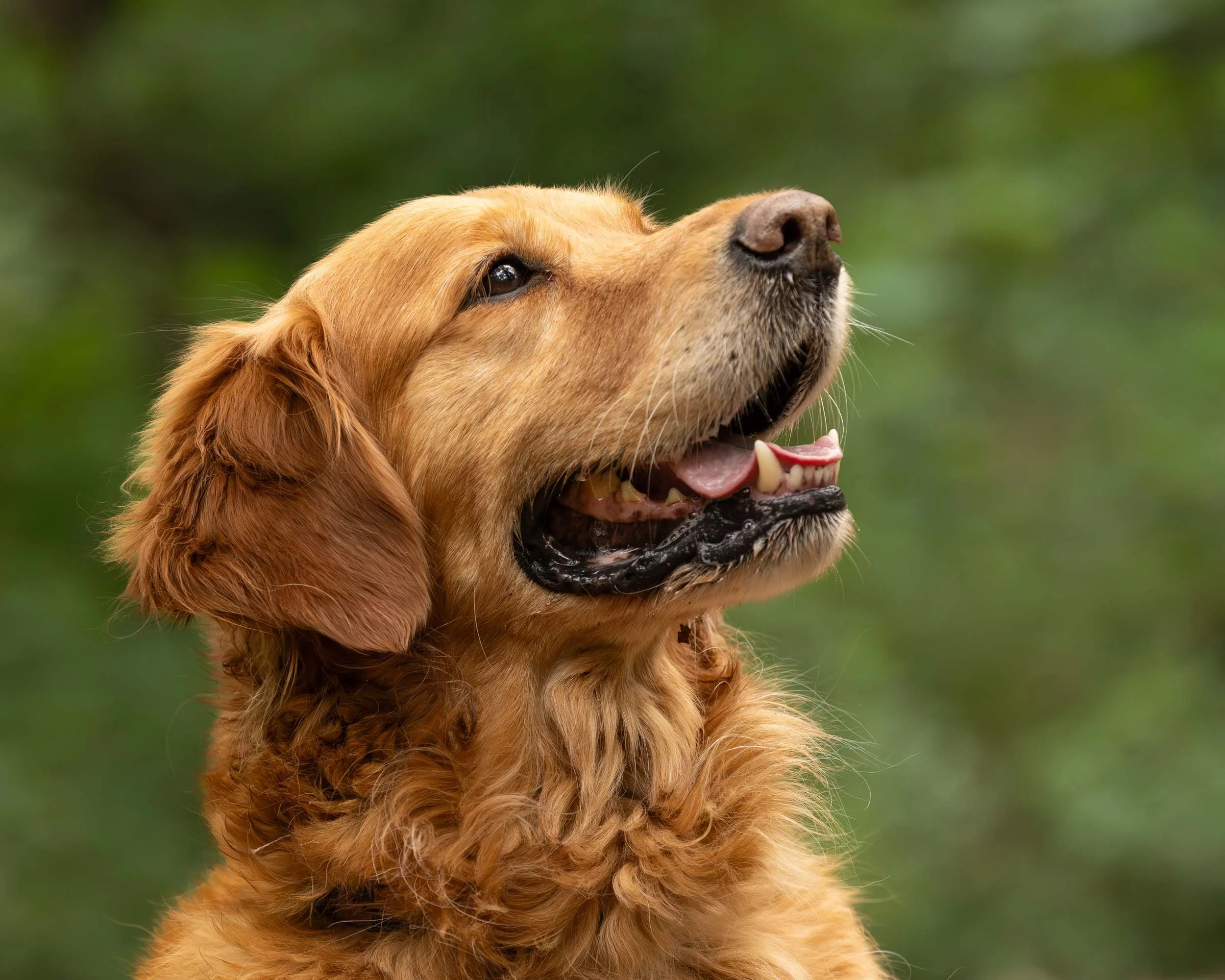 Close-up of a Golden Retriever dog looking upward with a green blurred background.