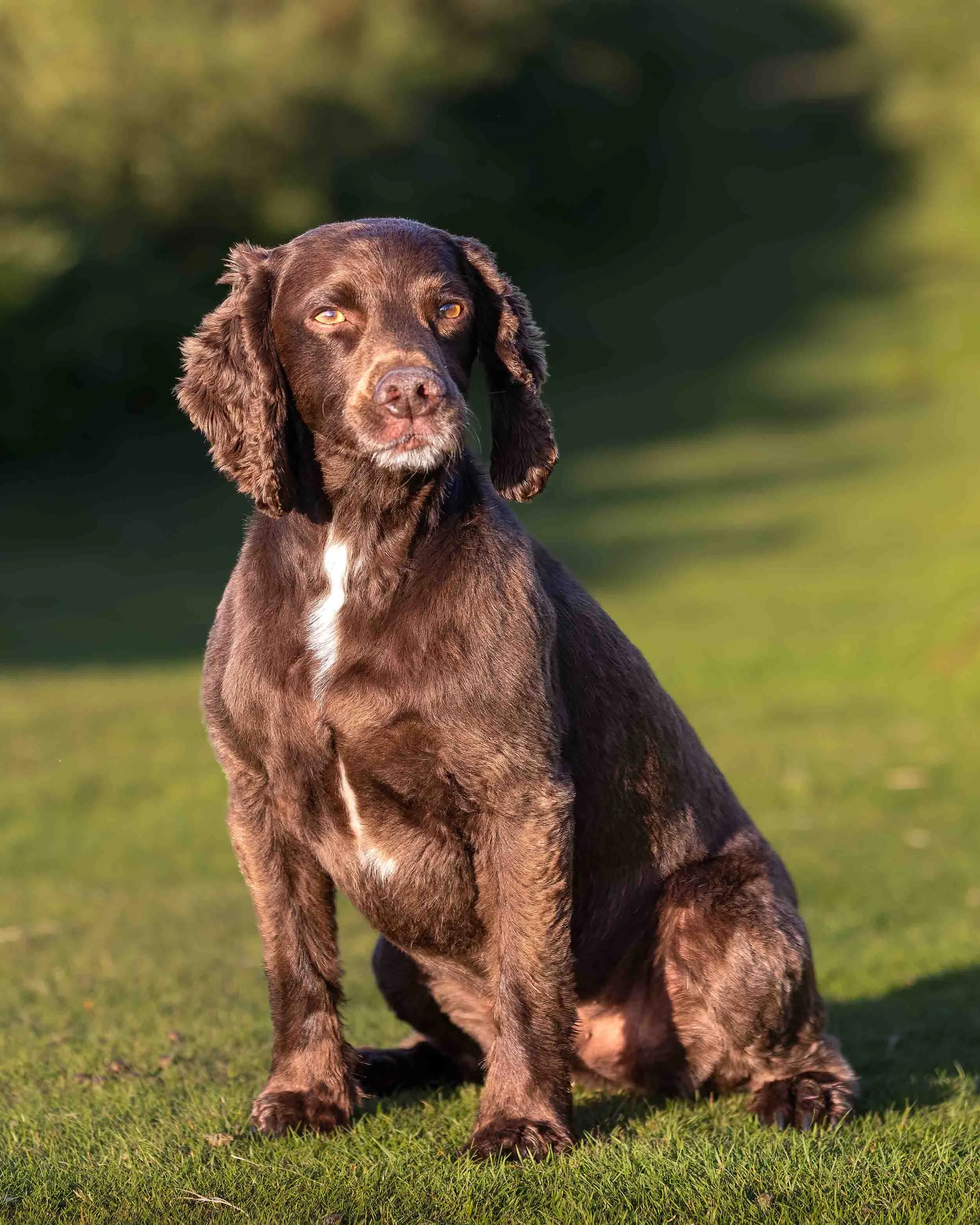 A chocolate brown working cocker spaniel dog with long ears sitting on green grass with blurred green foliage in the background.