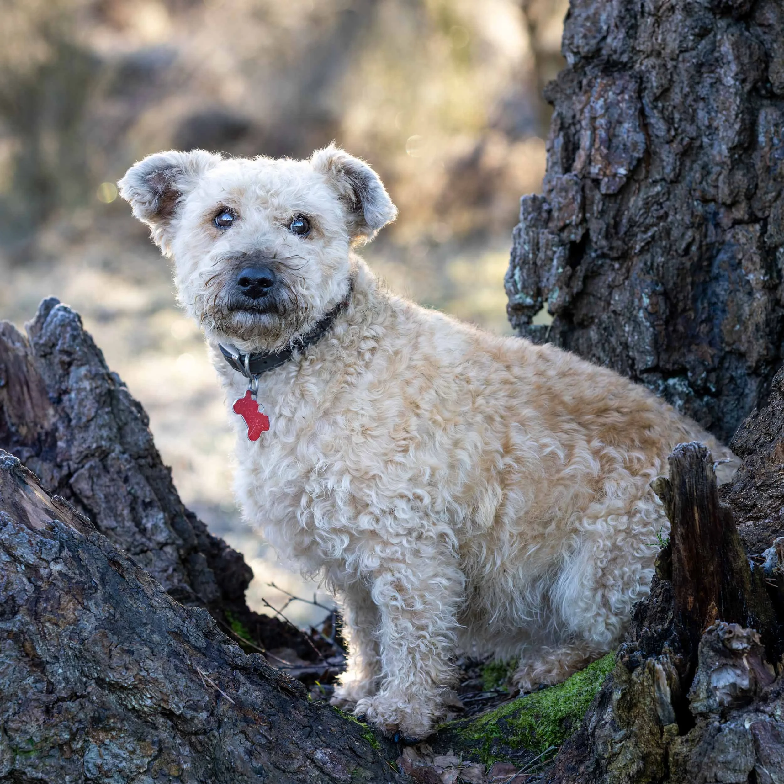 A light-coloured curly-haired welsh terrier cross dog with blue eyes peeking out from between two tree trunks in a forest setting.