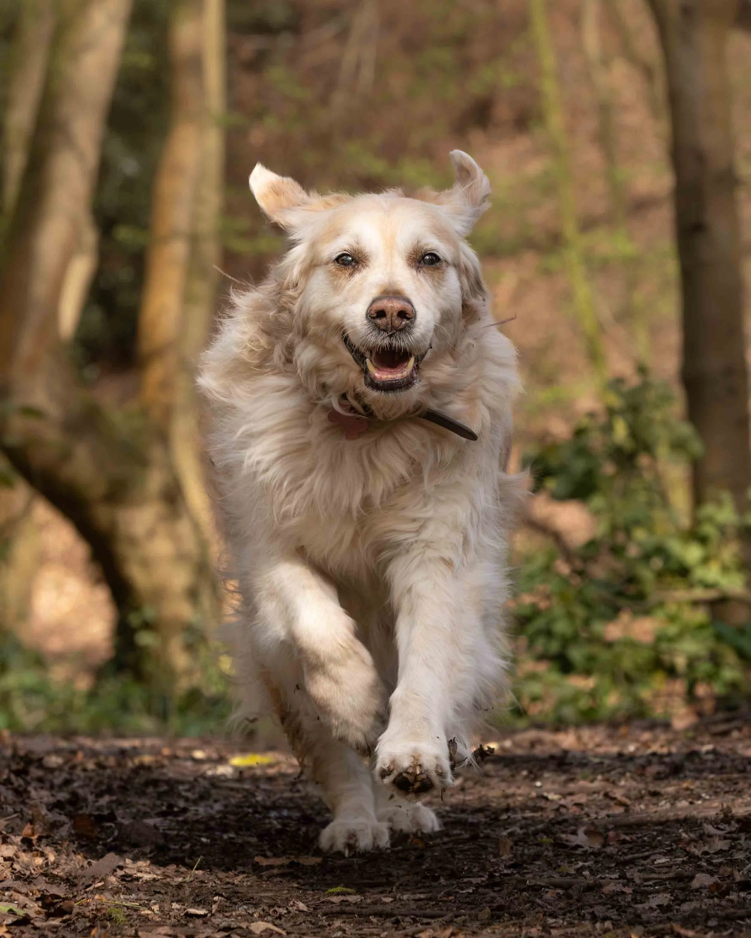 A happy Golden Retriever dog running through a forest trail with trees and fallen leaves in the background.