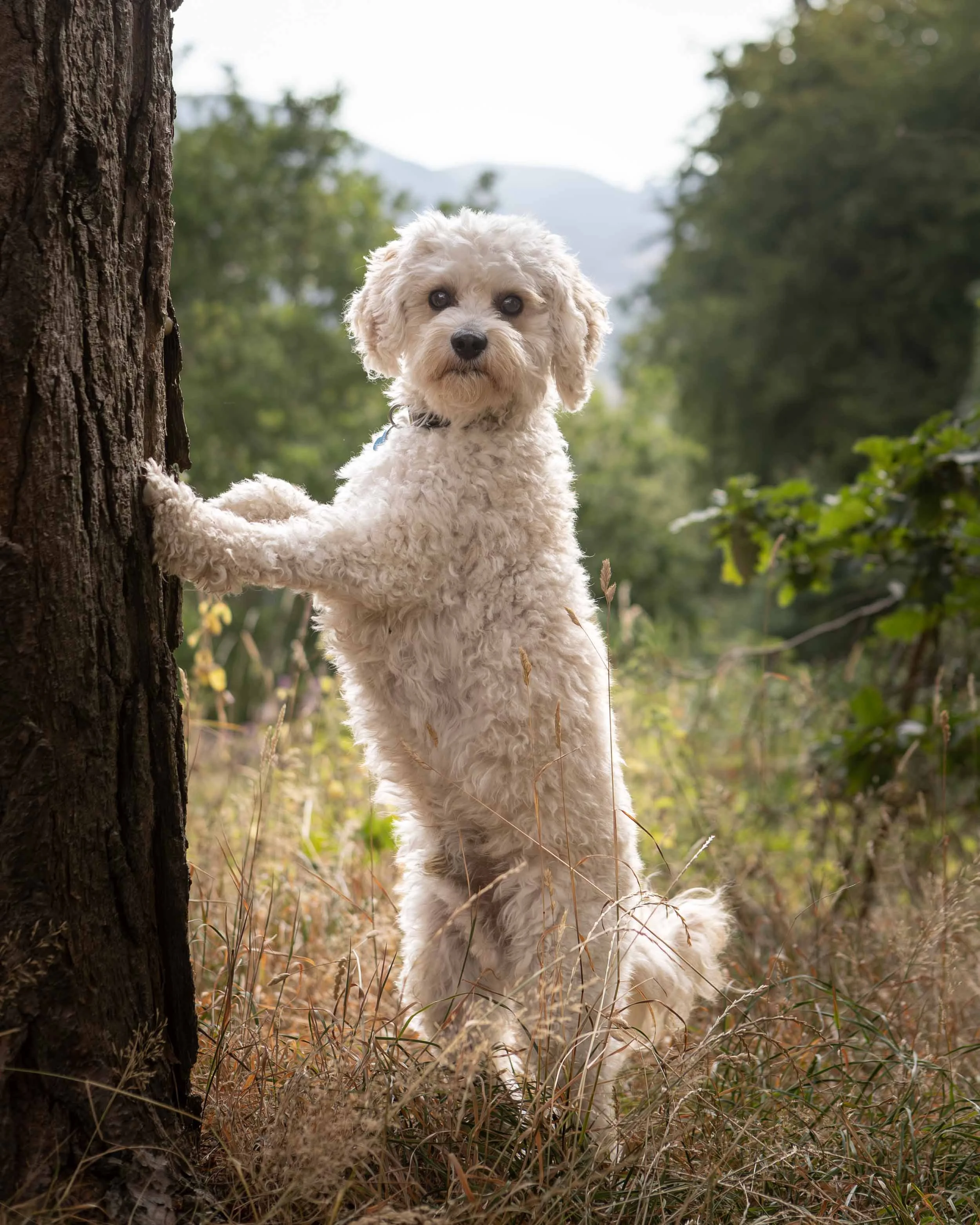 A white coloured cavapoo dog with curly fur standing outdoors near a tree with dense green foliage in the background.