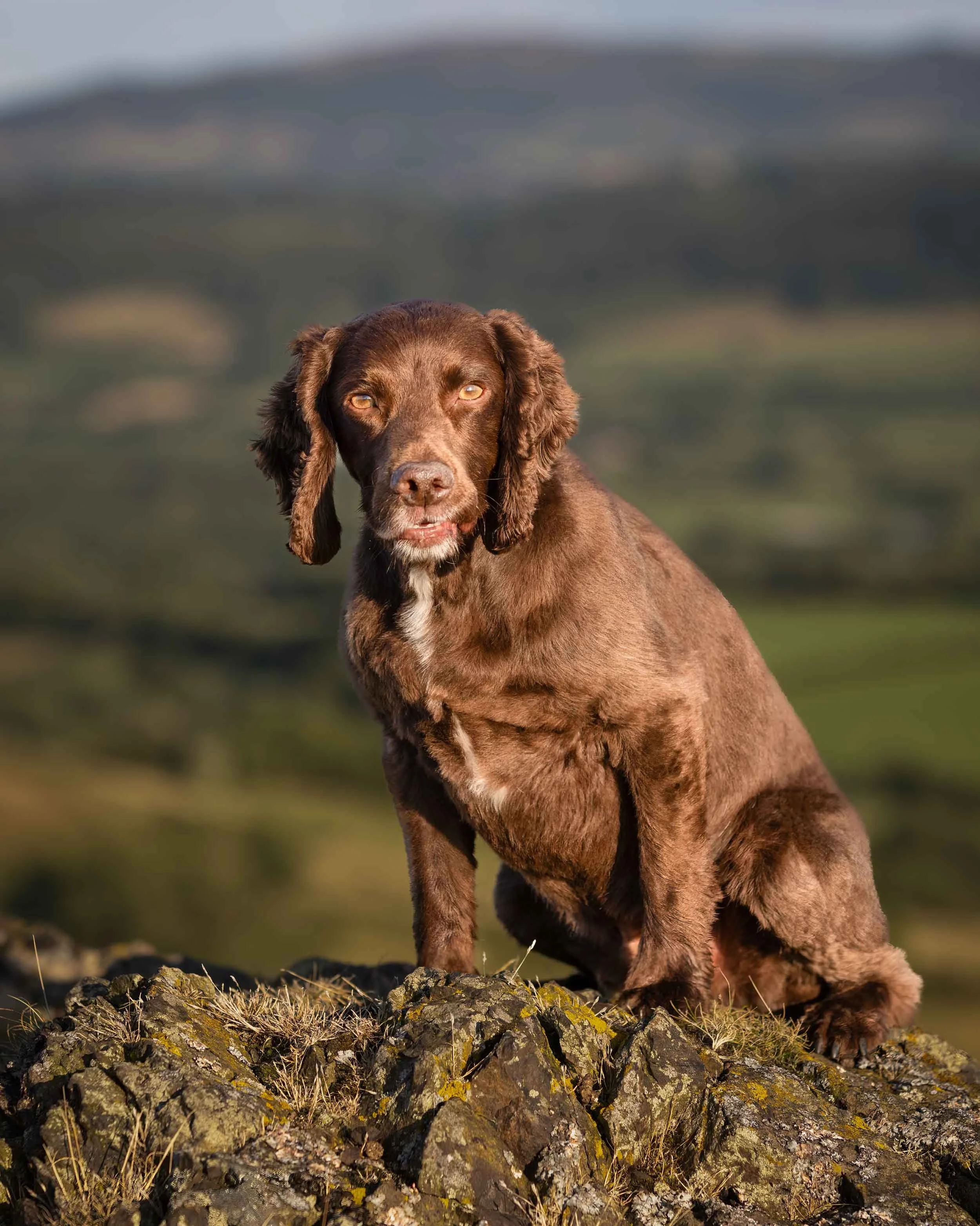 A brown working cocker spaniel dog with long ears and yellow eyes sitting on a rocky terrain outdoors, with blurred green and cloudy sky background.
