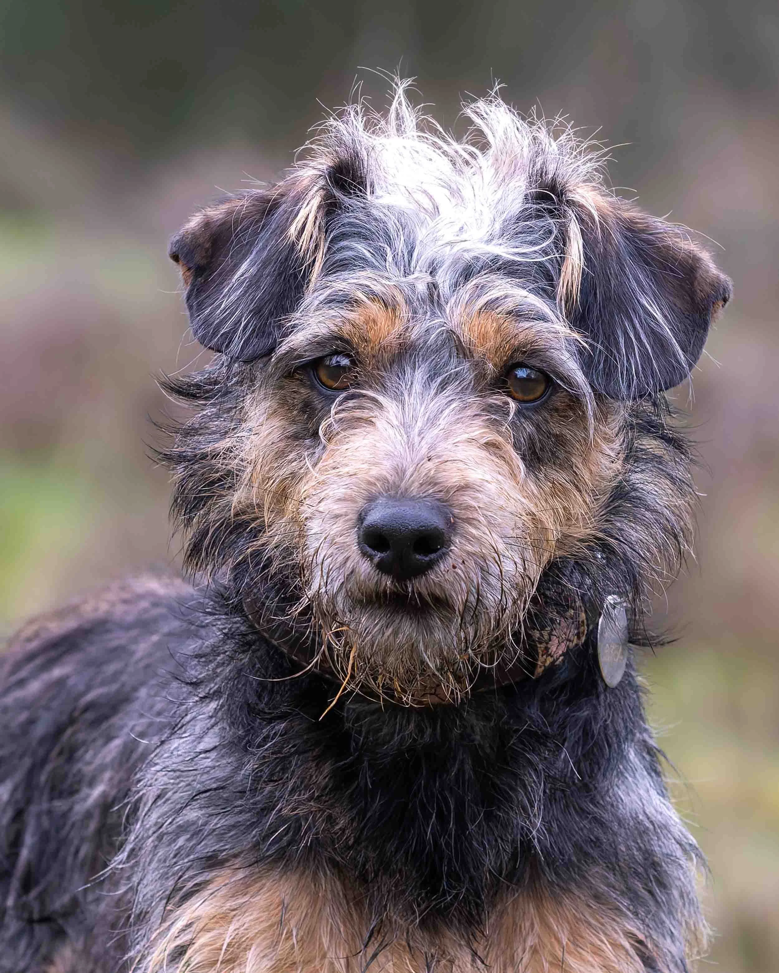 Close-up of a Jack Russell cross dog with black, grey, and tan fur, looking directly at the camera with a blurred background.