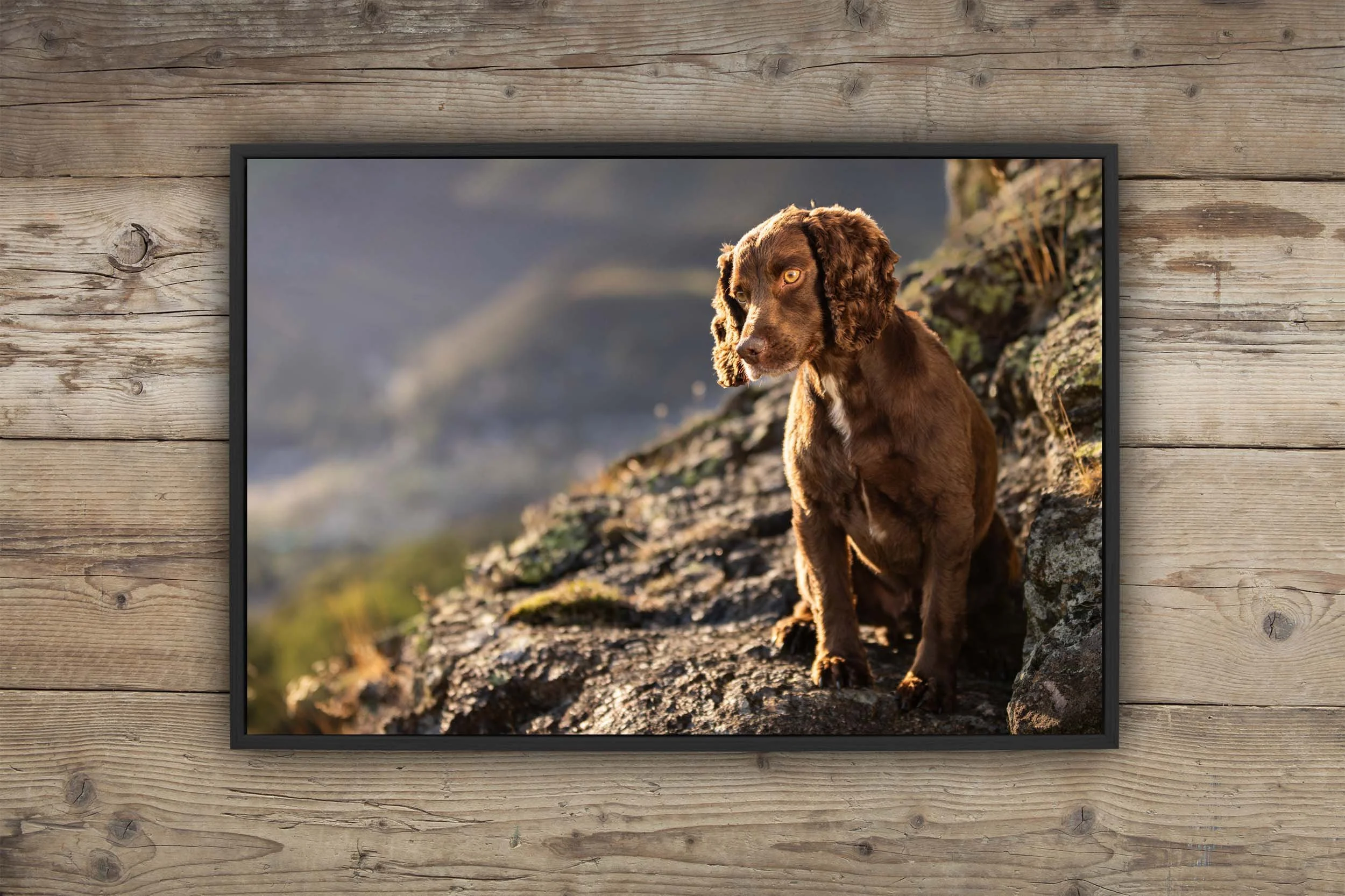Canvas tray frame wall art photograph of a Cocker Spaniel dog with long ears sitting on a rocky hillside outdoors during sunset.