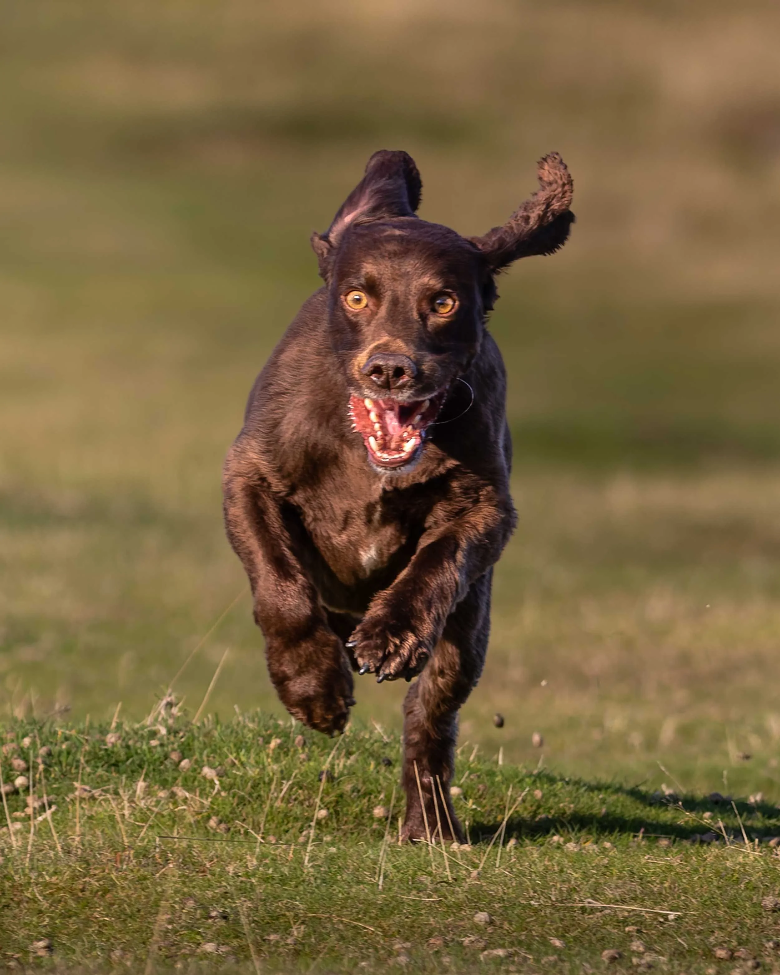 A brown working cocker spaniel dog with tan markings, running and looking forward in a grassy field. One ear flaps back as the dog appears playful and energetic.