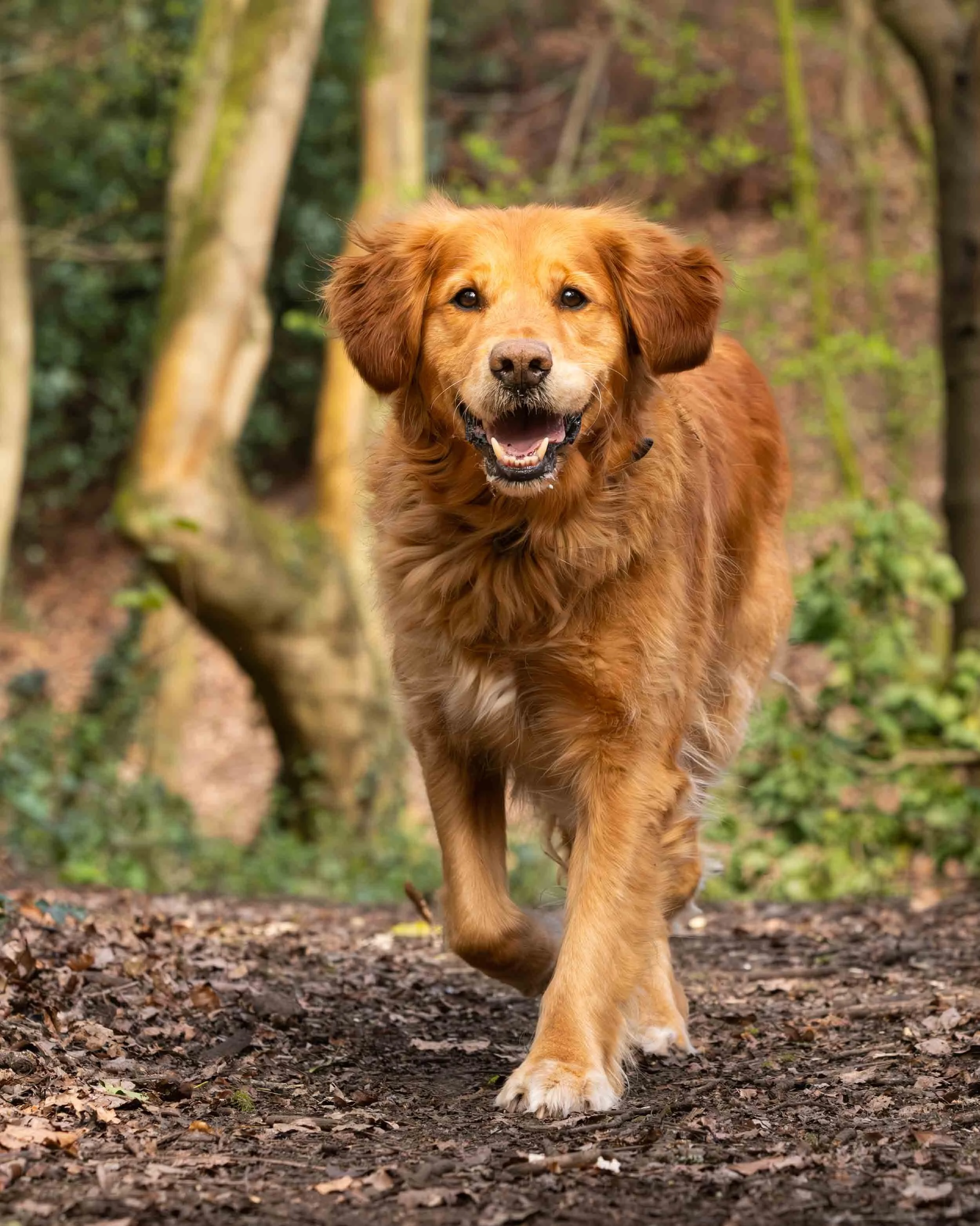 Golden Retriever dog walking on a trail in a forest with trees and leaves on the ground.