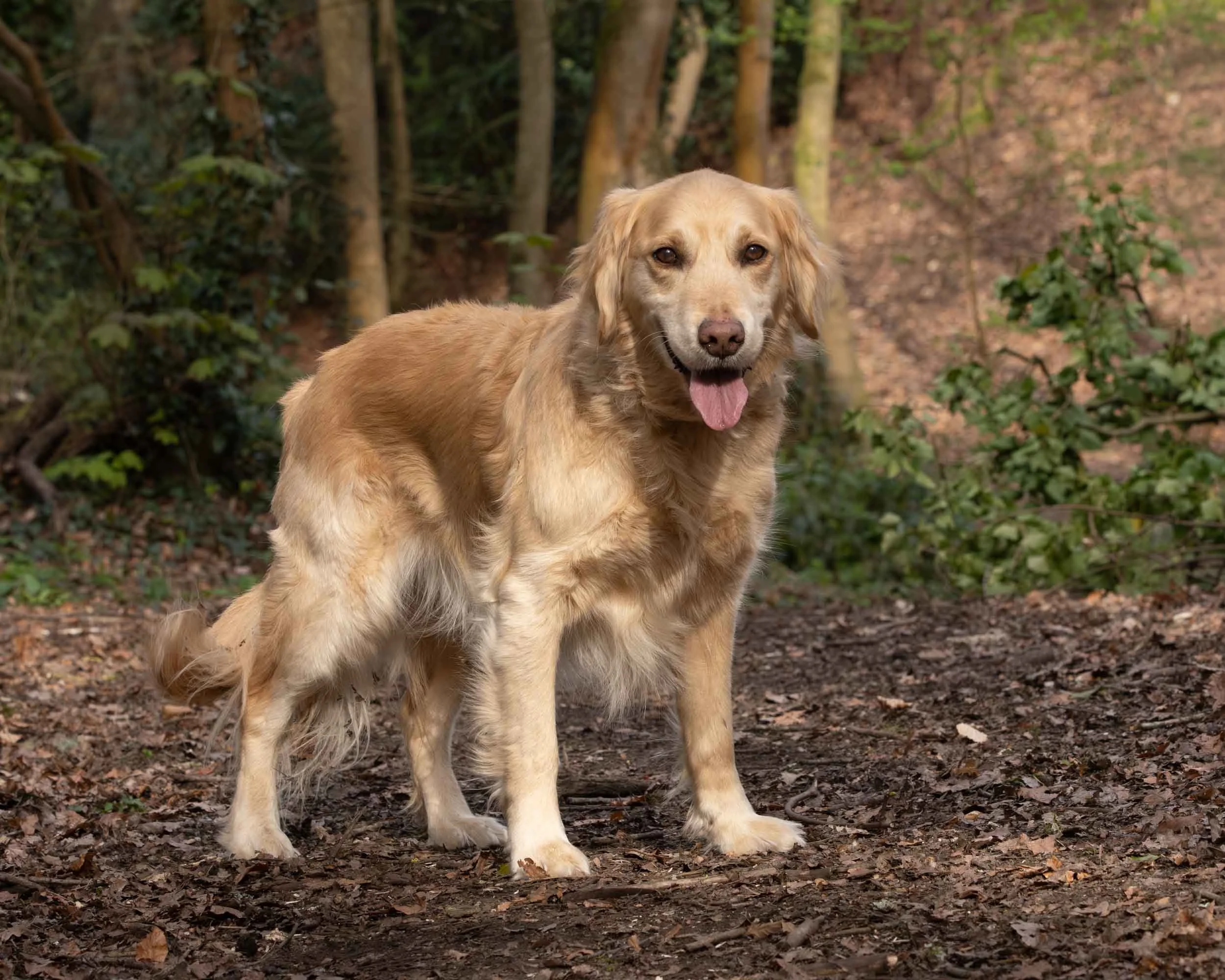 A golden retriever standing on a forest path with trees and green foliage in the background.