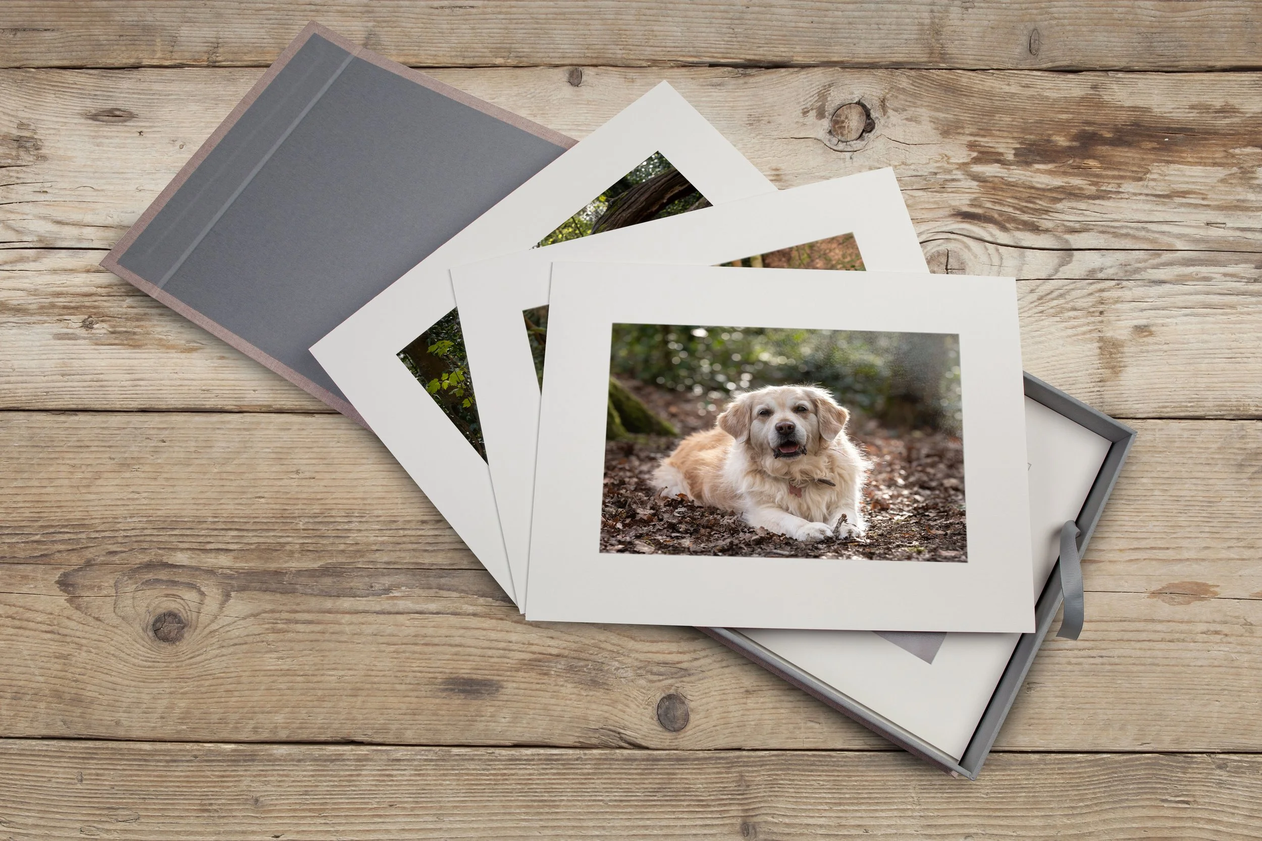 A folio box with a set of matted photographs scattered on top with one photo showing a Golden Retriever lying on a trail in a wooded area.