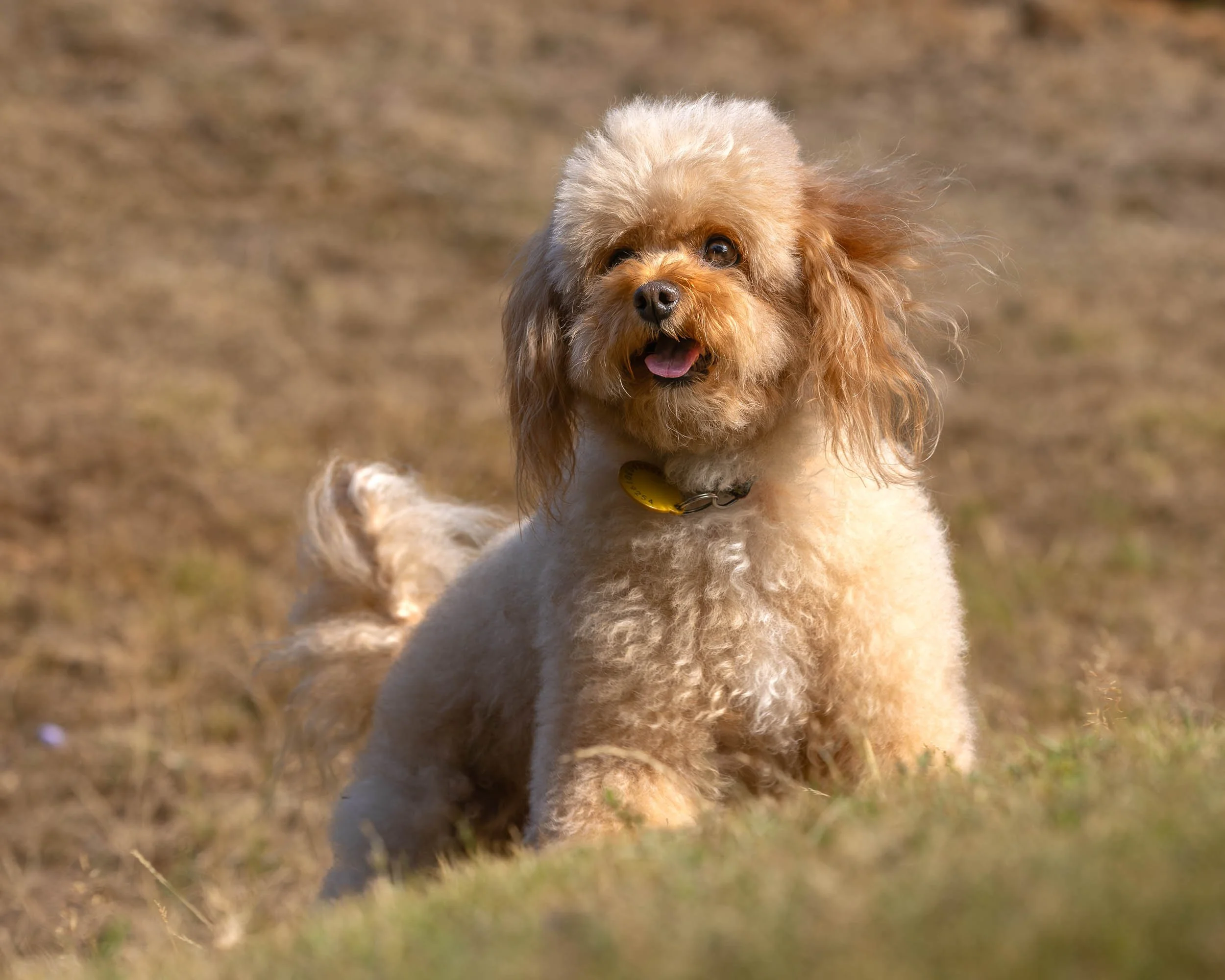 A happy, fluffy, light brown Toy Cavapoo dog with curly fur standing on a grassy bank outdoors during daytime.