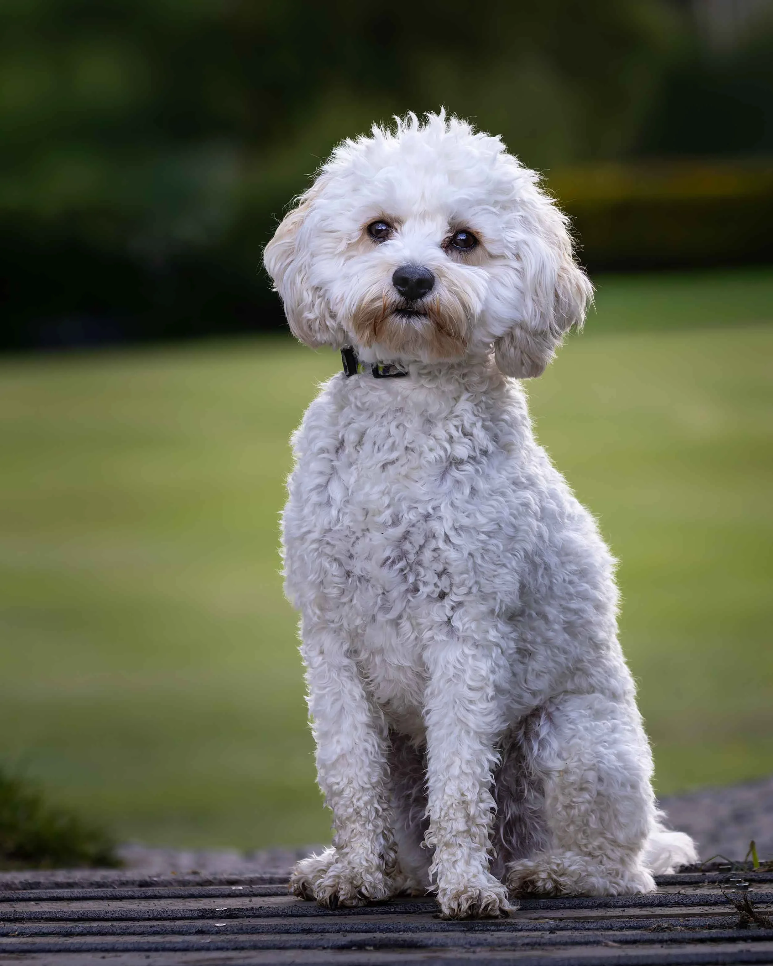 A fluffy white Toy Cavapoo dog, sitting outdoors on a wooden surface with a blurred green background.
