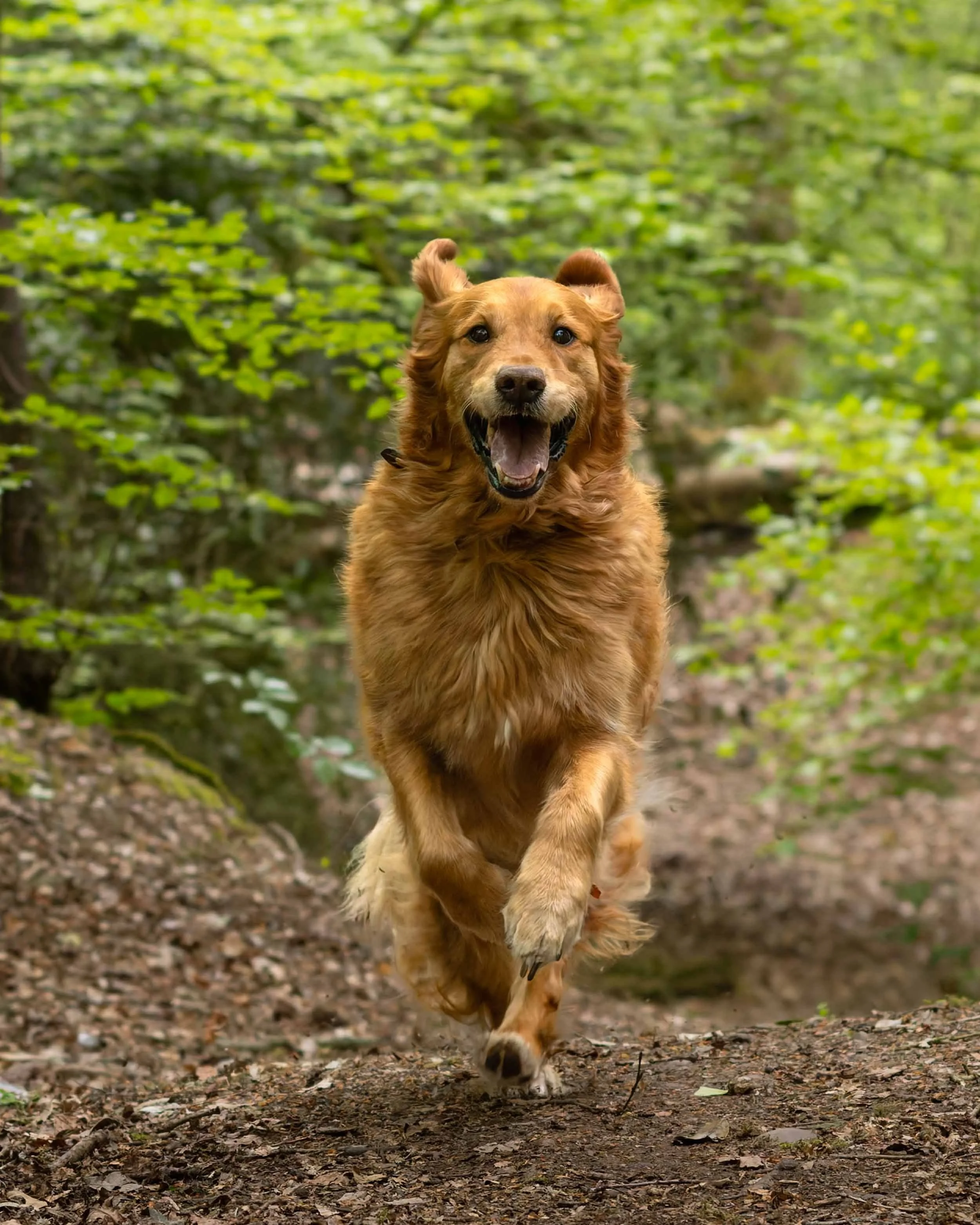 A happy golden retriever dog running through a forest trail surrounded by green leaves.