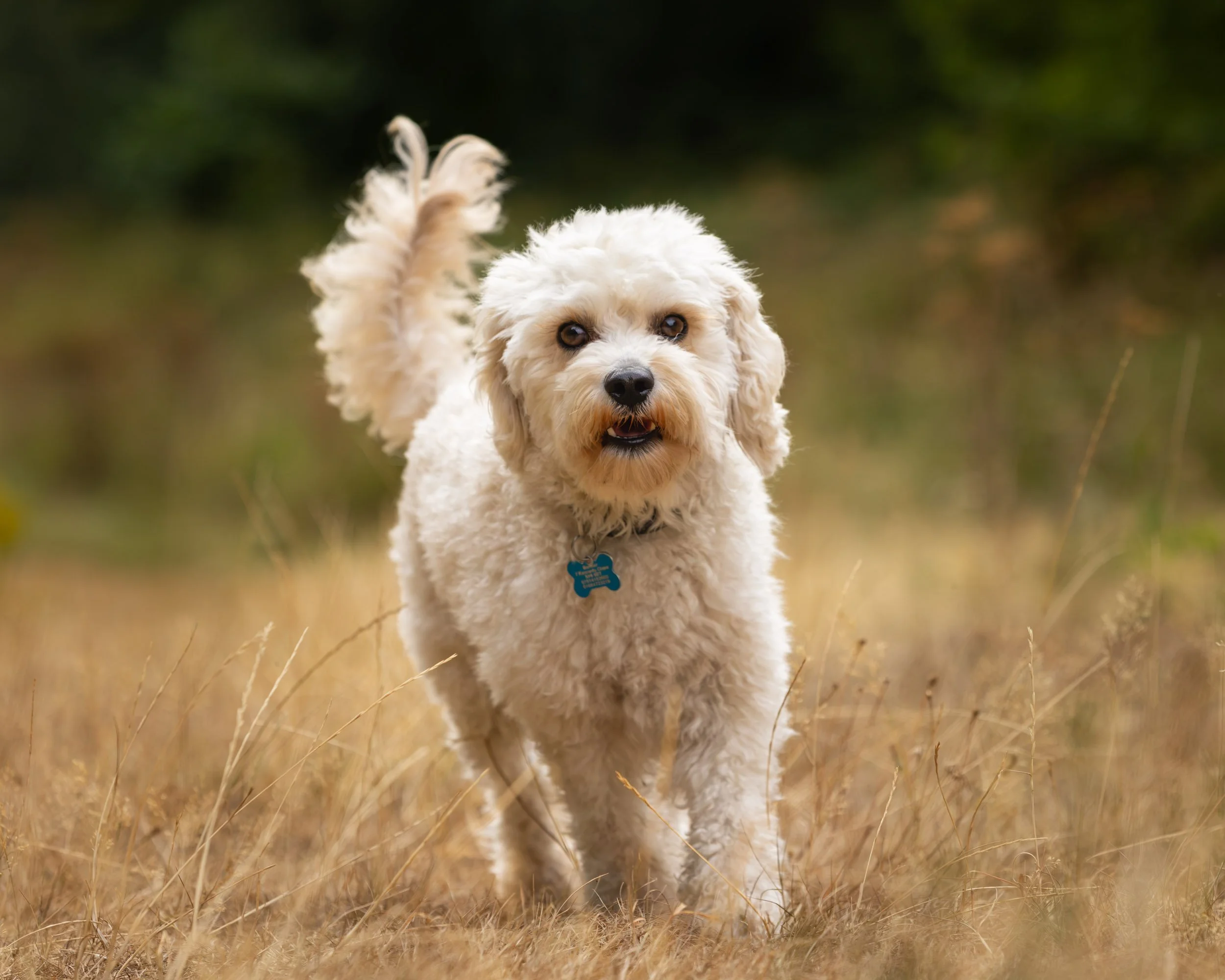 A fluffy white cavapoo dog with a blue collar running through a field of tall, dry grass.
