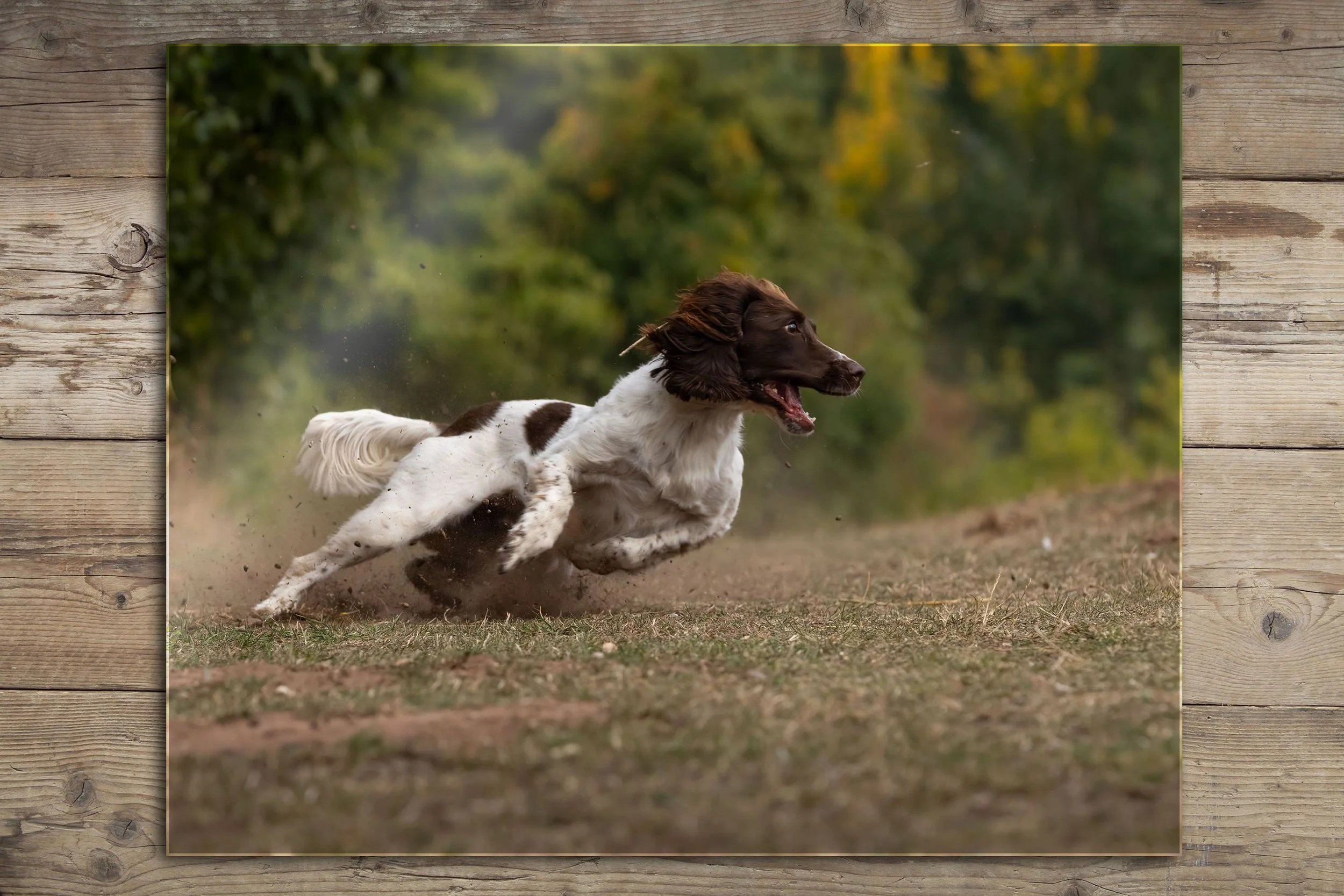 Acrylic wall art photograph of Springer Spaniel dog running outdoors on a dirt path with trees in the background.