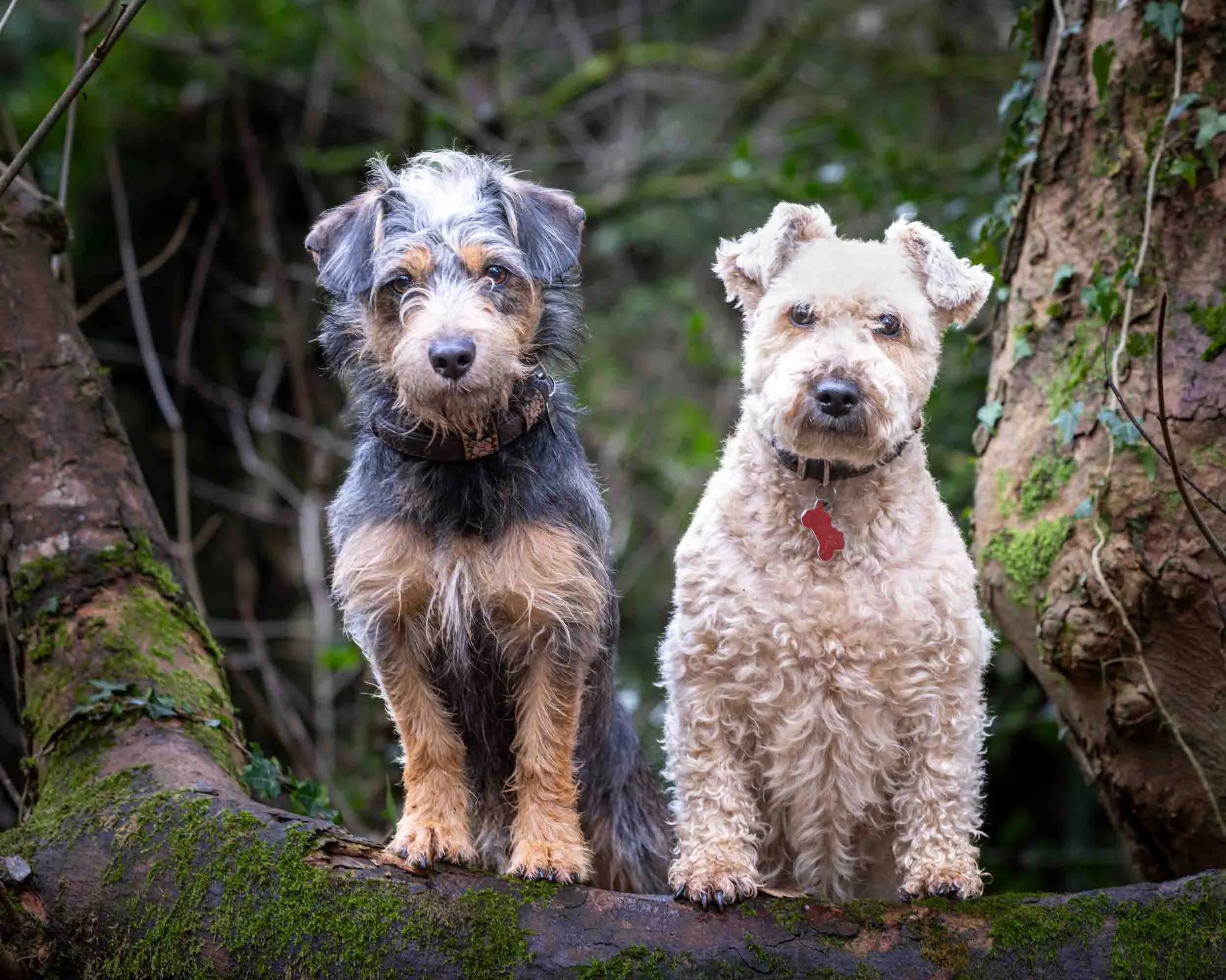Two dogs, one is a Jack Russell cross with black, grey, and tan fur and the other Welsh Terrier cross with light cream-colored curly fur, standing on a moss-covered log in a forest with trees and green foliage.