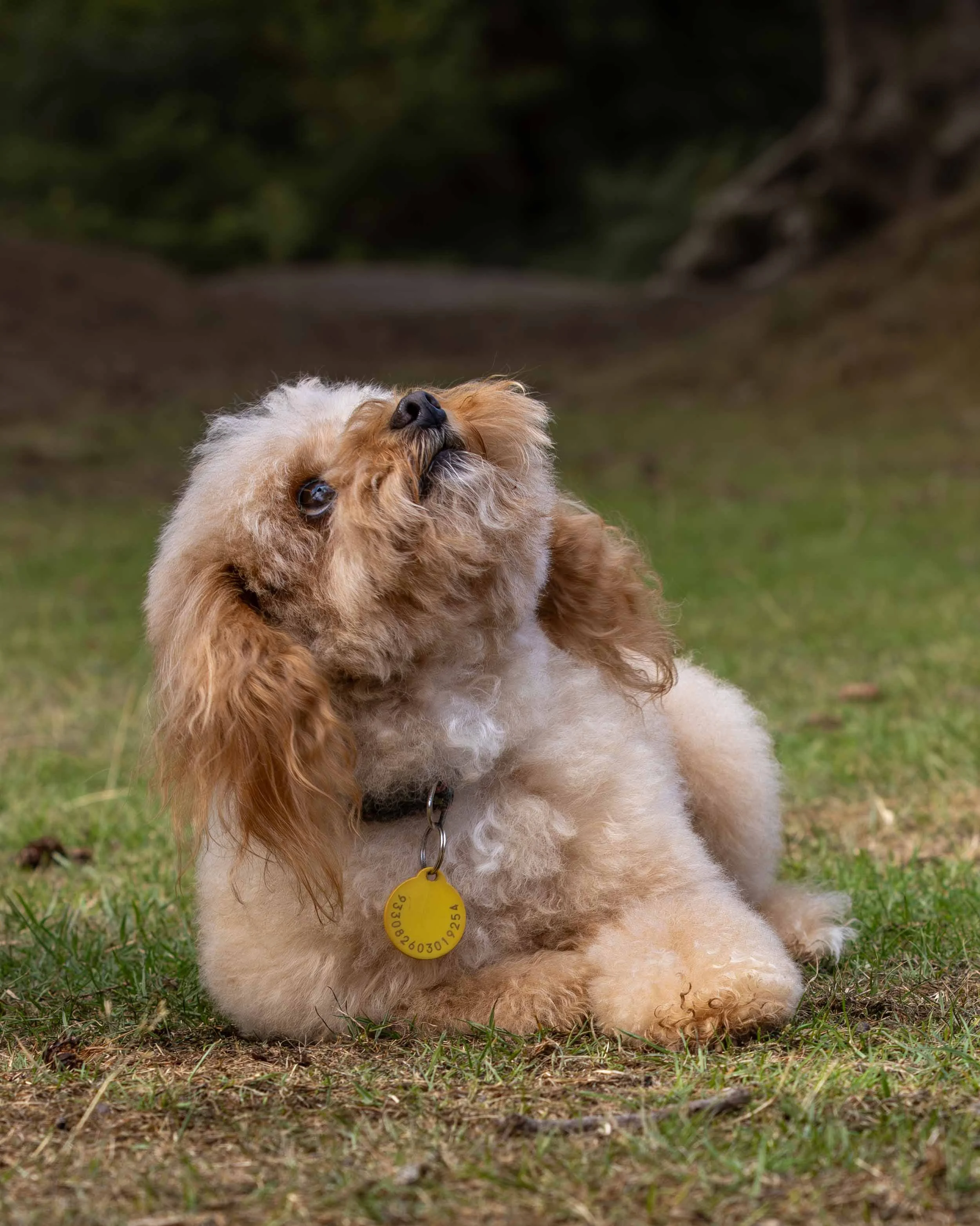 A fluffy golden retriever puppy sitting on grass with its head tilted back and eyes looking upward, wearing a yellow identification tag on its collar.