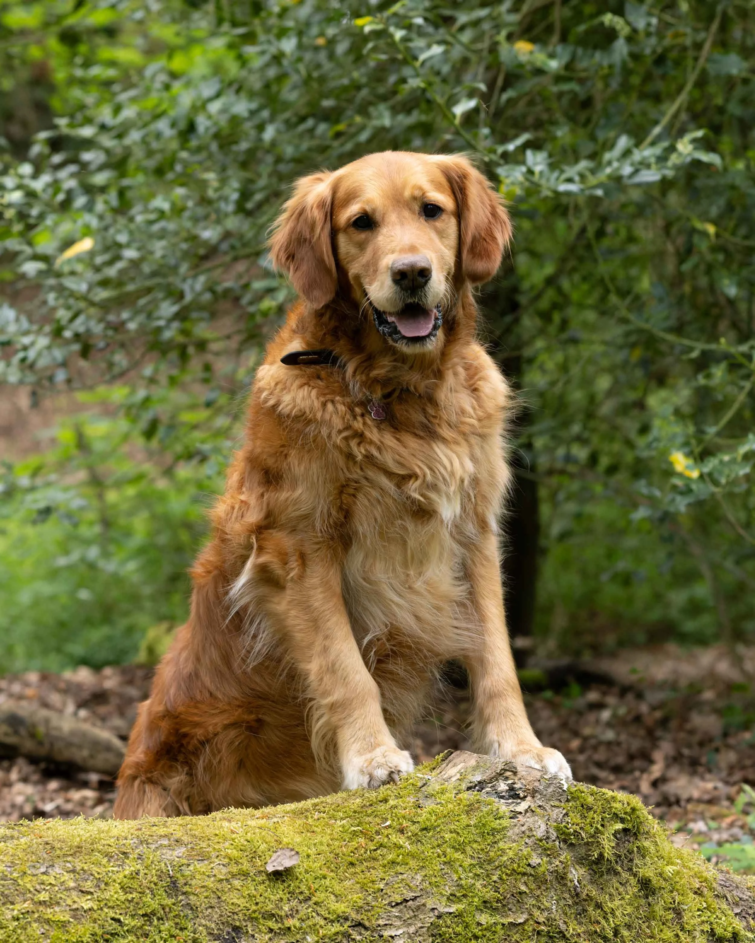 A golden retriever dog sitting on a moss-covered log outdoors surrounded by green foliage.