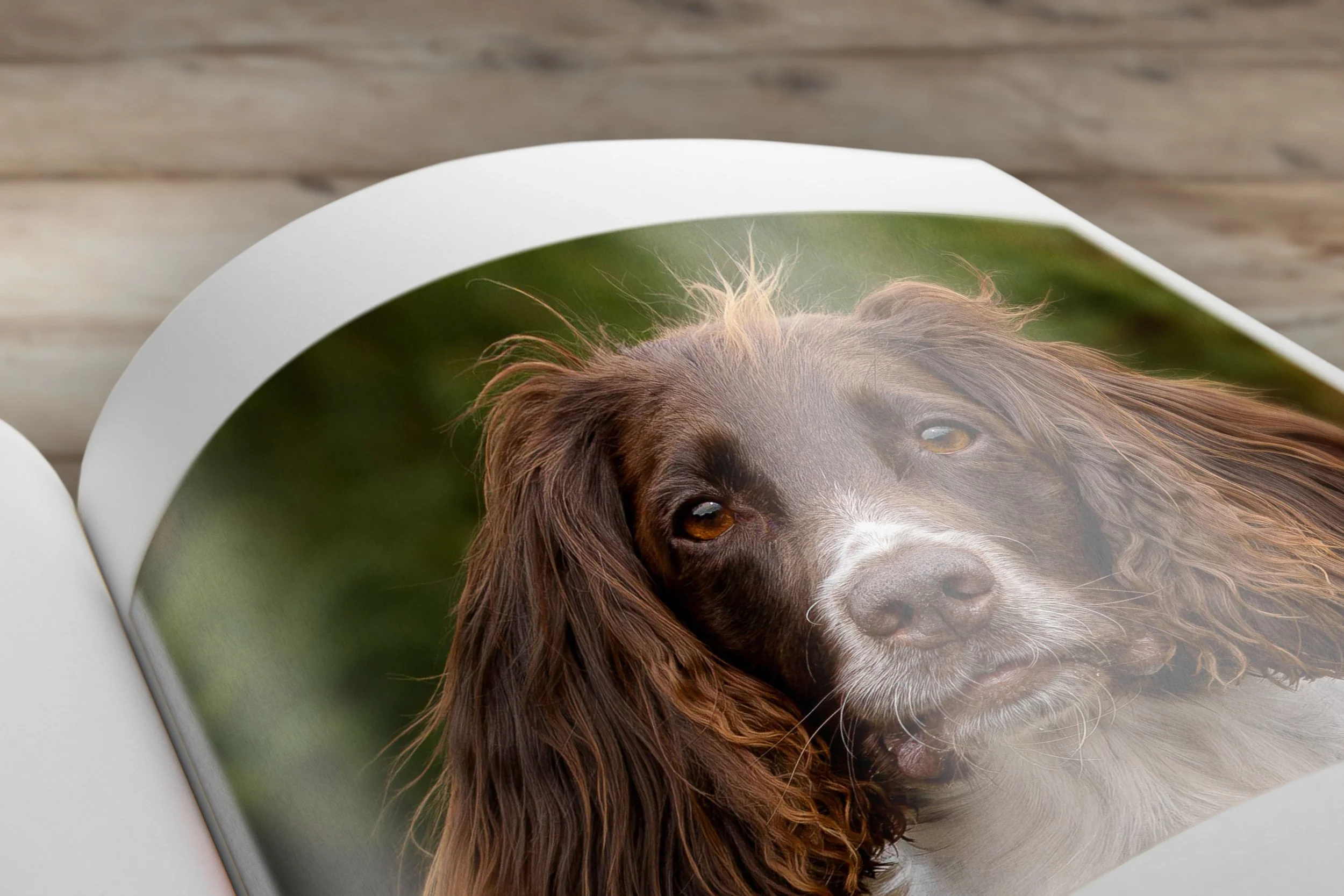 Close-up of a fine art photo-book page showing a portrait of a brown and white Springer Spaniel dog.