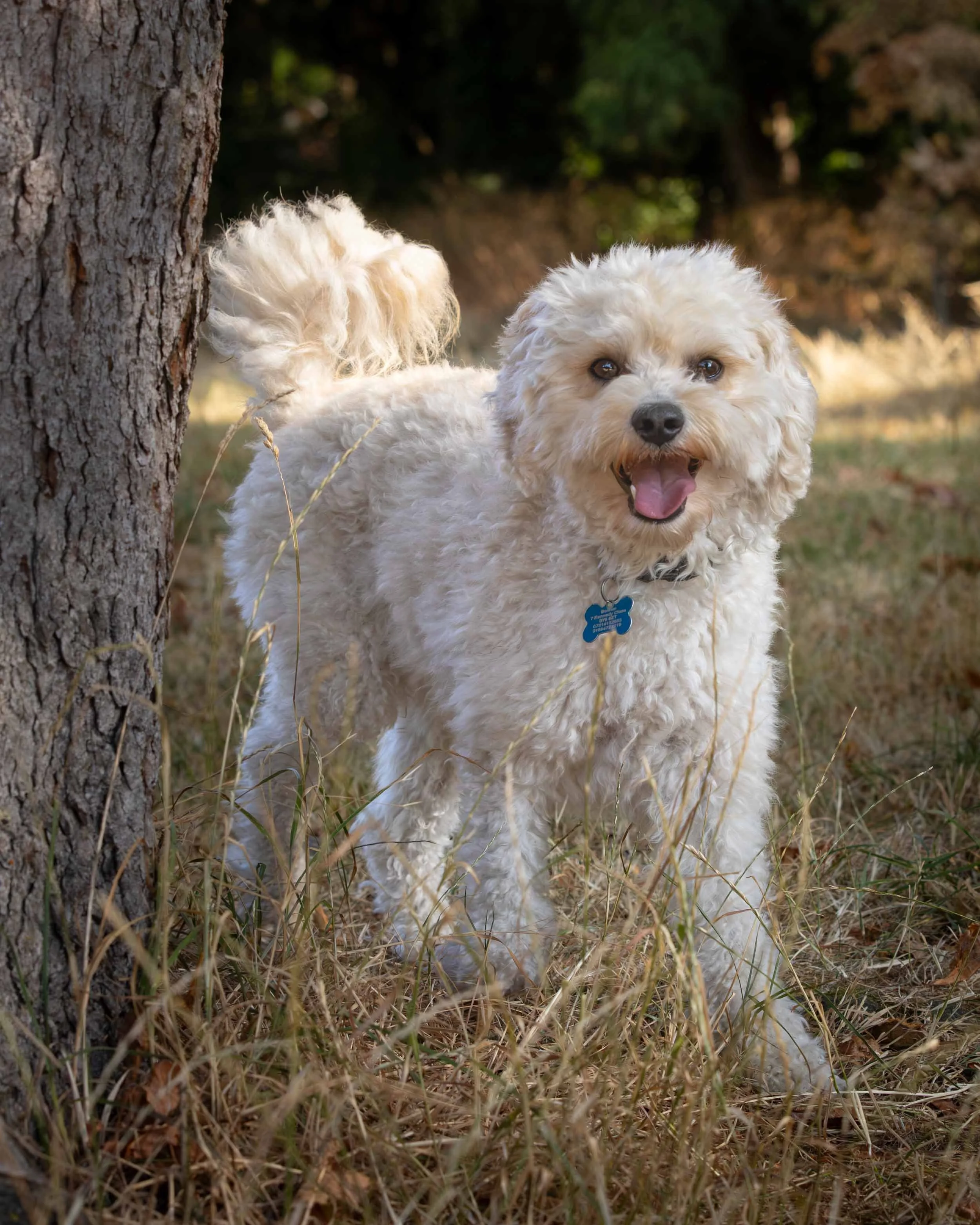 A fluffy white cavapoo dog with a collar and tag sticking out from tall dry grass, partially behind a tree trunk in a wooded outdoor setting.