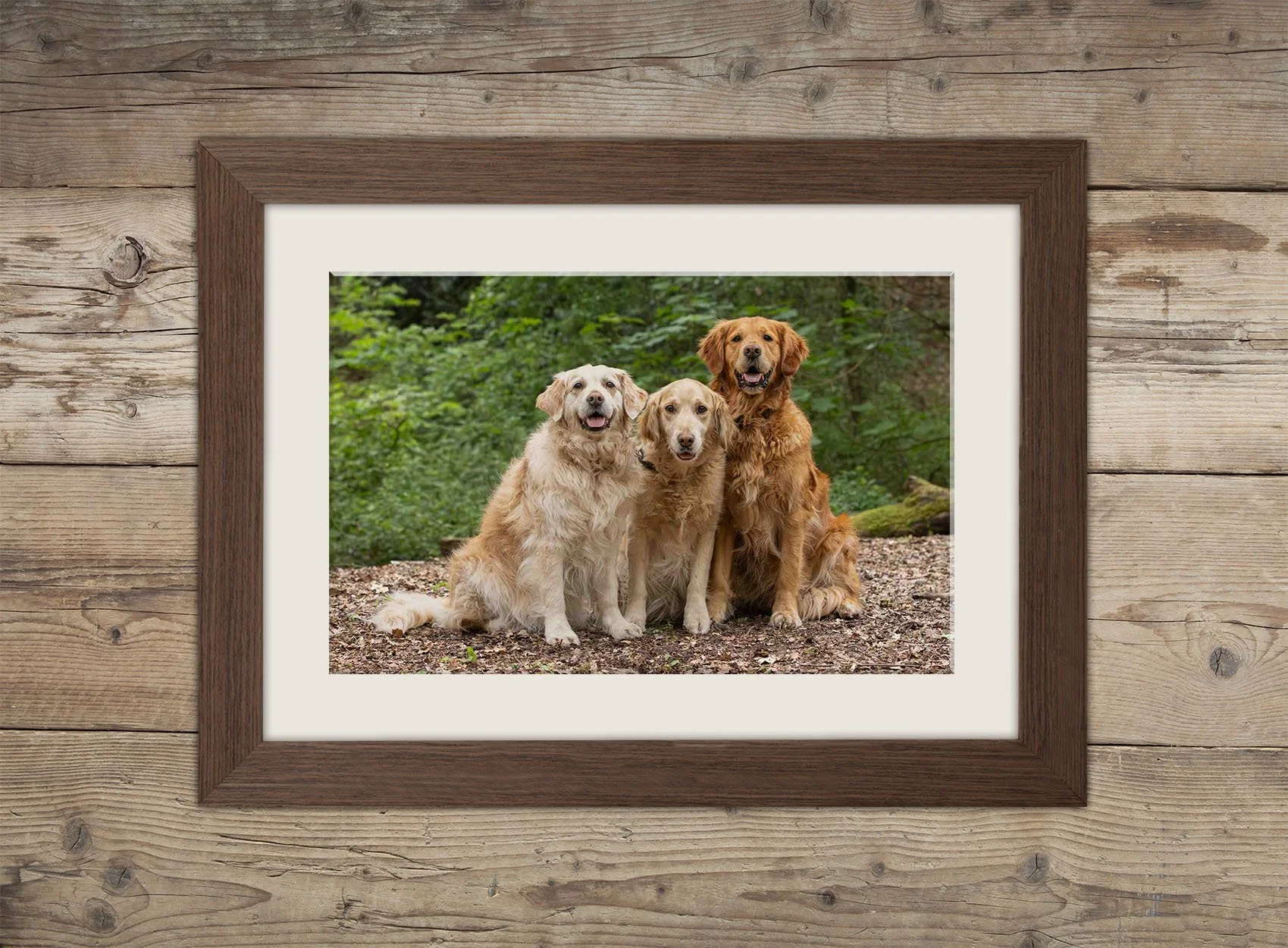 A framed fine art wall art print of a photograph of three Golden Retriever dogs sitting outdoors on a dirt path with green foliage in the background..