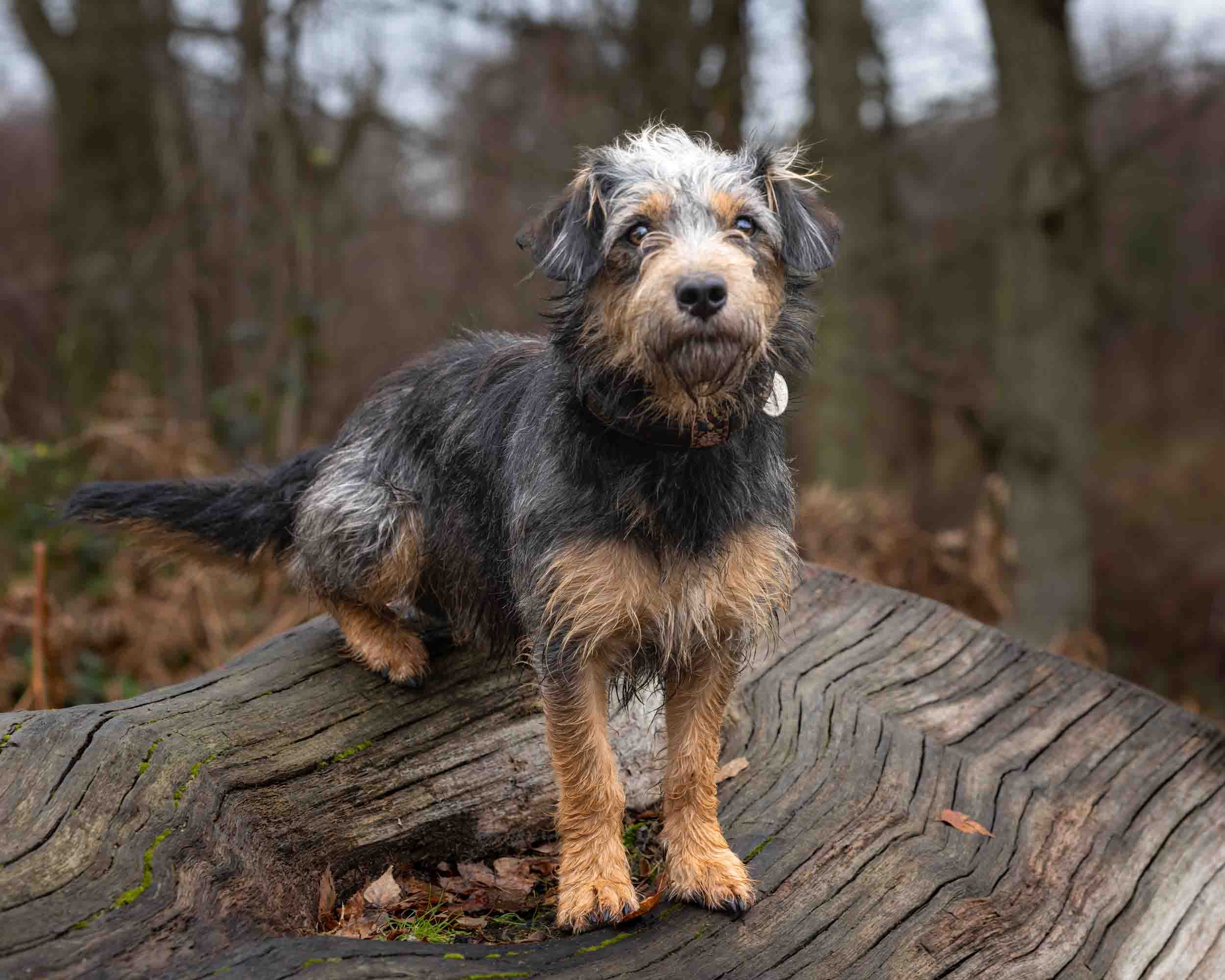 A small Jack Russell cross dog with a mixed grey and brown coat standing on a large, fallen tree trunk outdoors, with a blurred background of trees and overcast sky.
