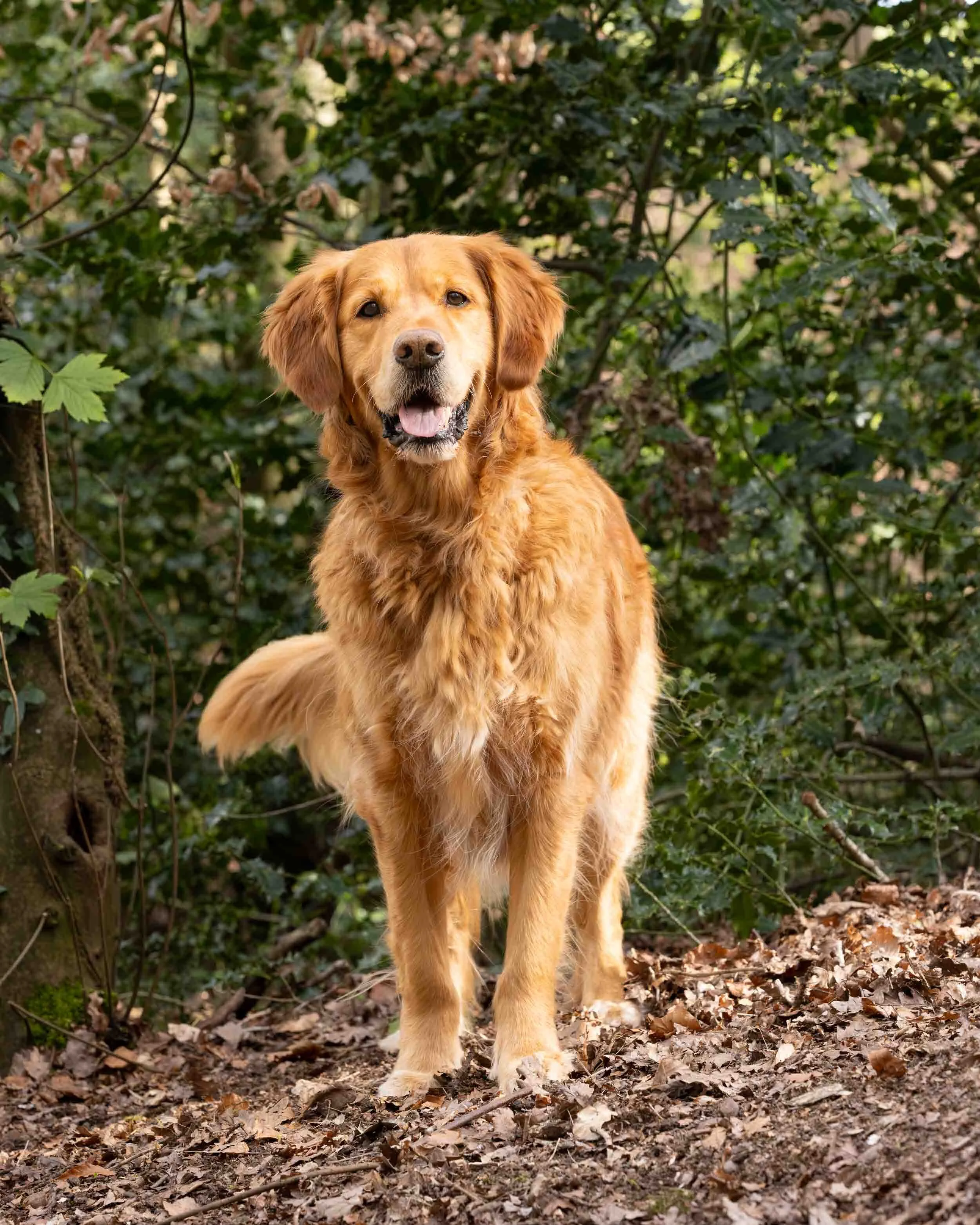 Golden Retriever dog standing outdoors in a wooded area with green foliage and fallen leaves on the ground.