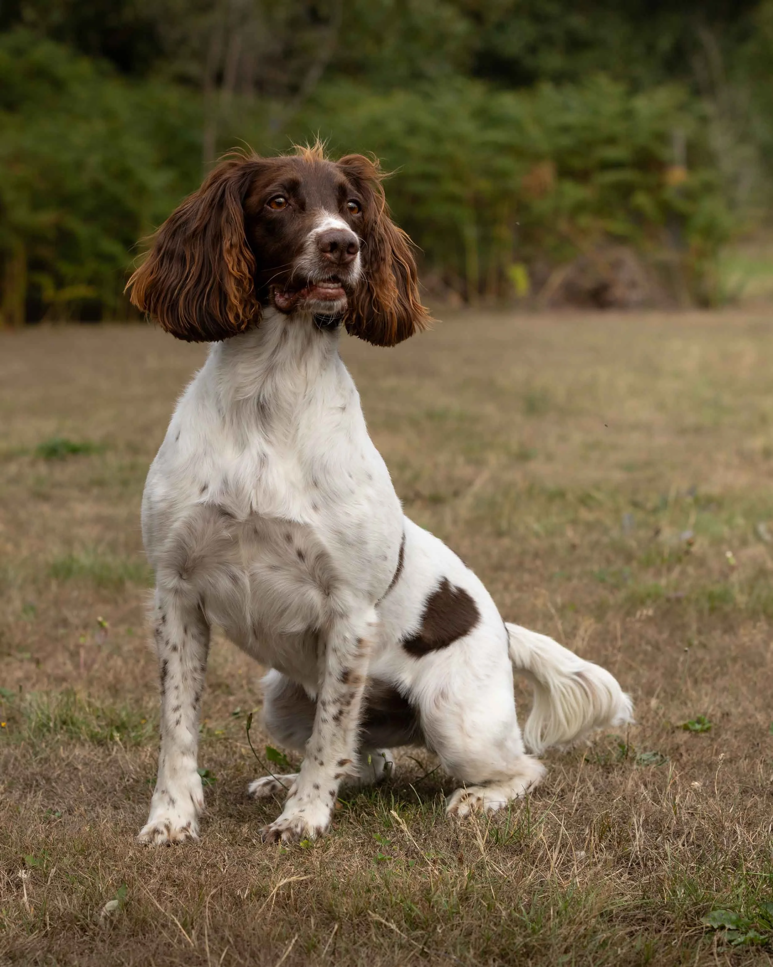 A Springer Spaniel on a grassy field with trees in the background sitting upright with a brown and white coat, long ears, and expressive eyes.