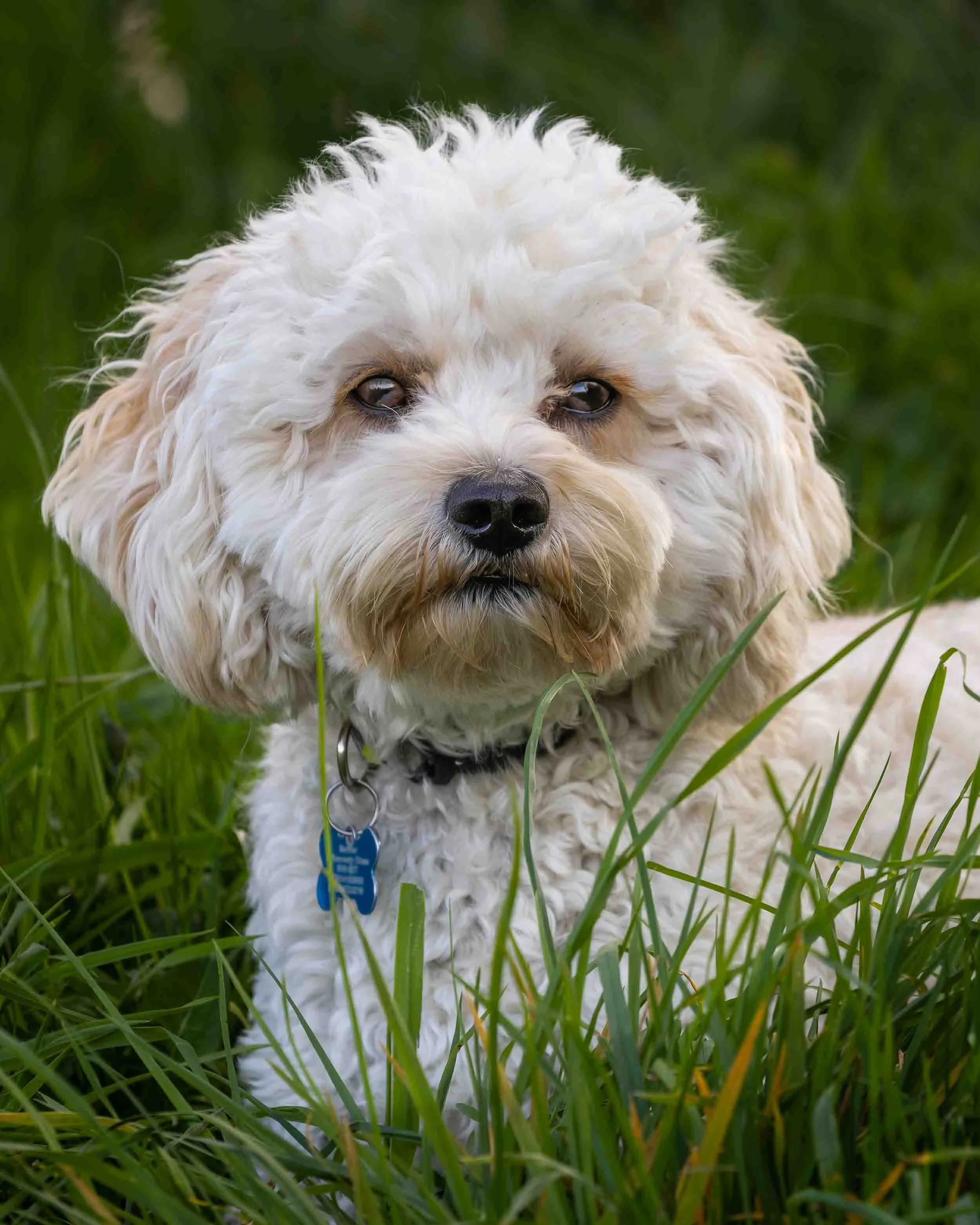 Close-up of a fluffy white toy cavapoo dog with dark eyes sitting in green grass.