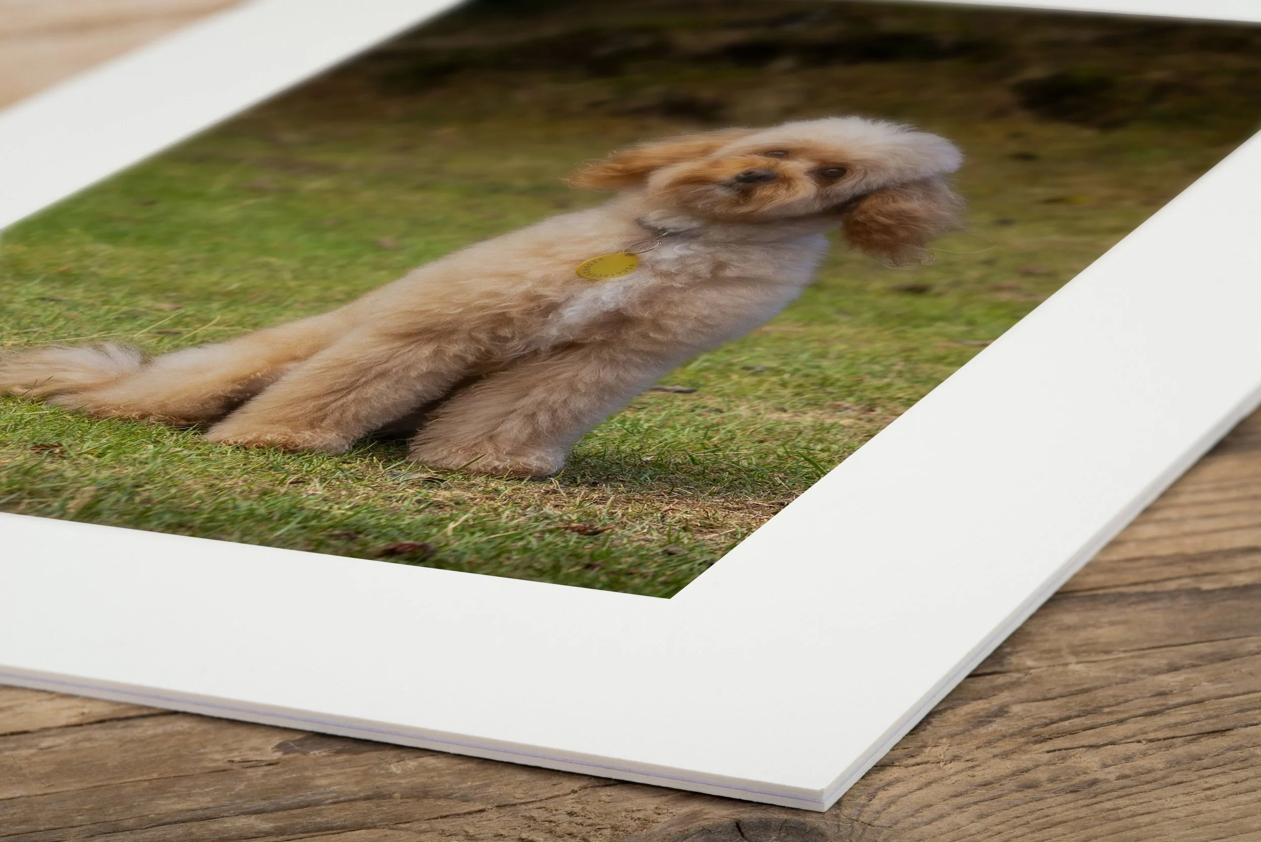 Close-up of a matted printed photograph of printed small Toy Cavapoo dog sitting on grass, visible on a wooden surface.