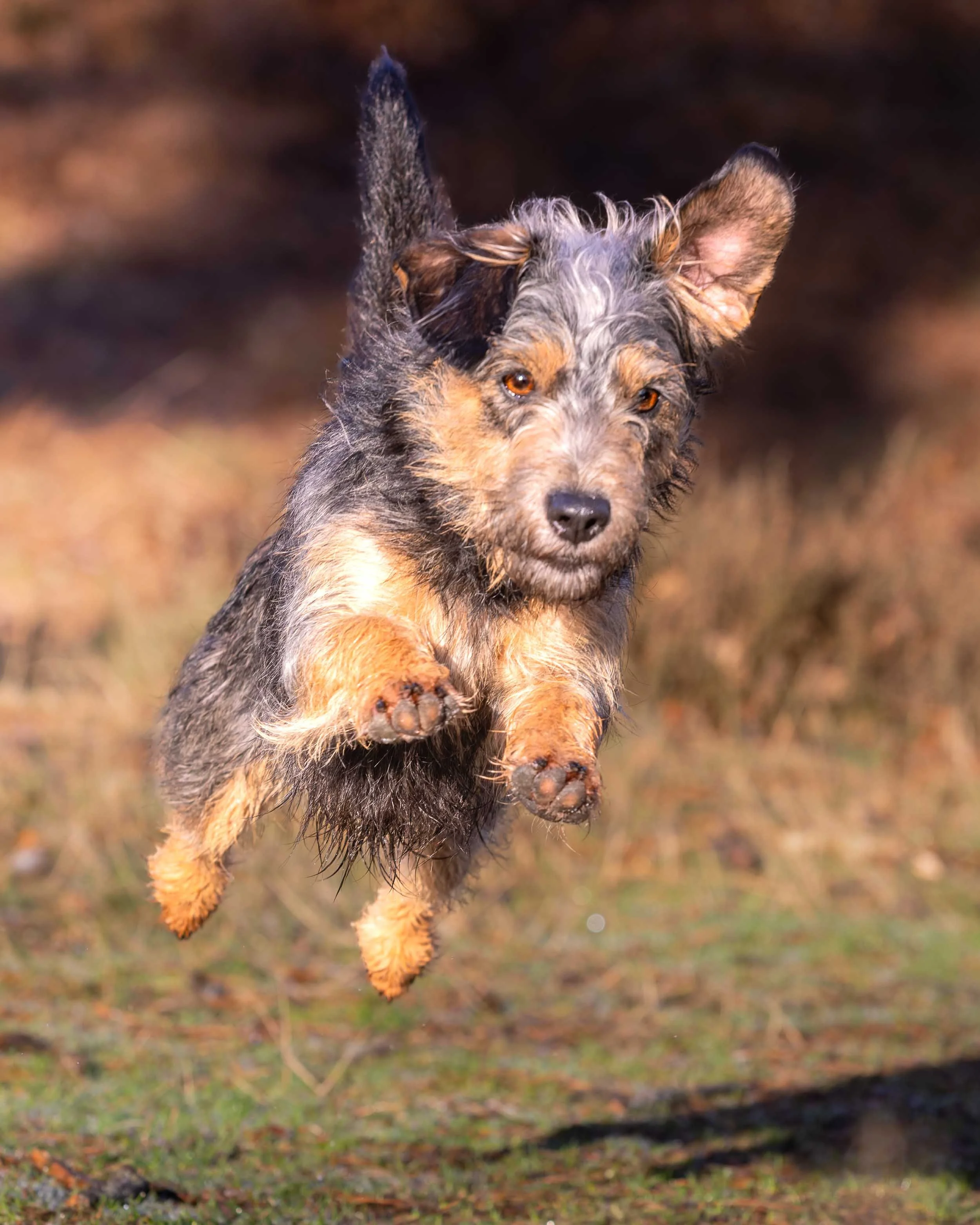 A Jack Russell cross dog with a multicolored, curly coat jumping in the air outdoors during daytime.