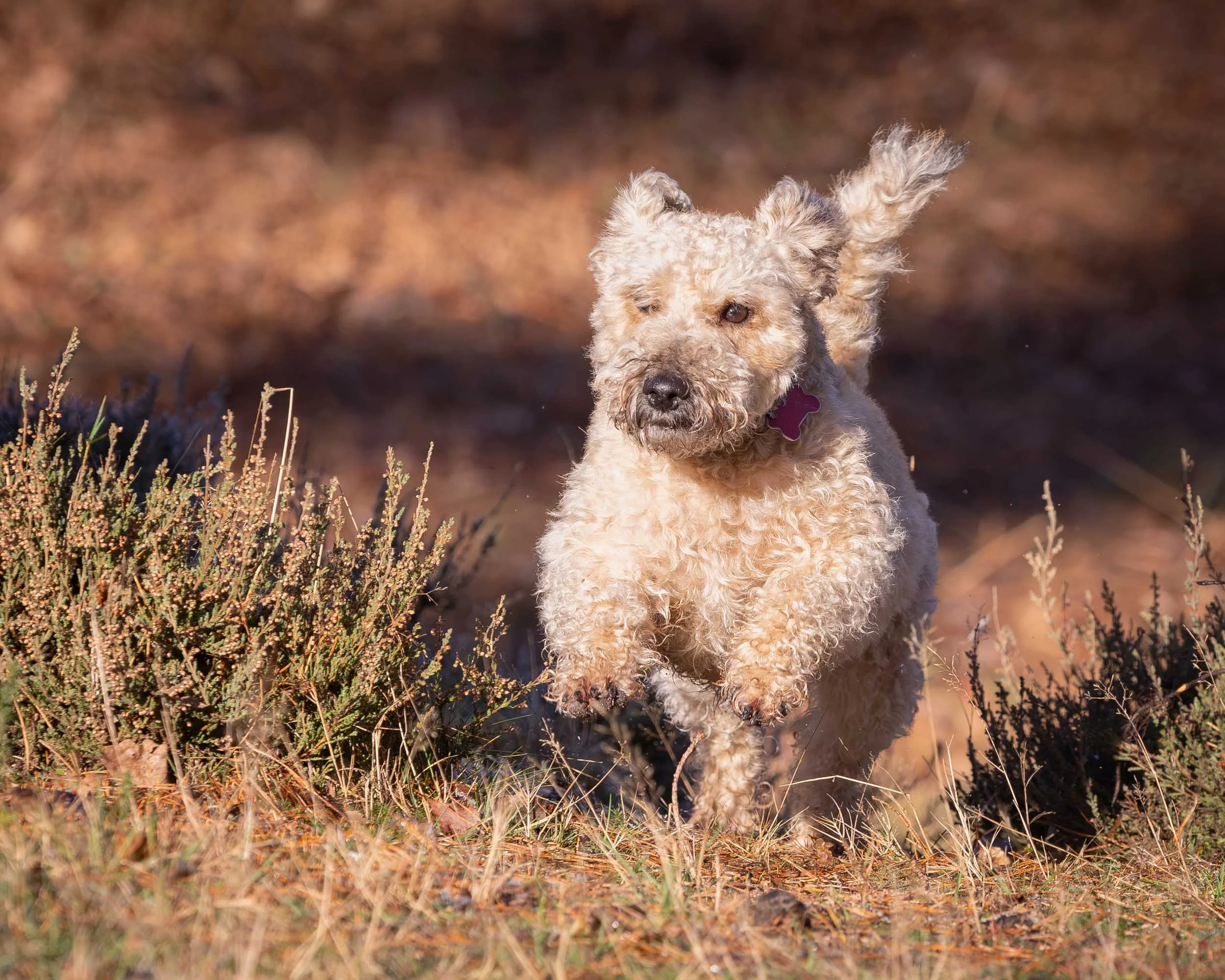 A small, curly-haired welsh terrier cross dog with light tan and cream fur outdoors among dry grass and plants, with a blurred earthy background.