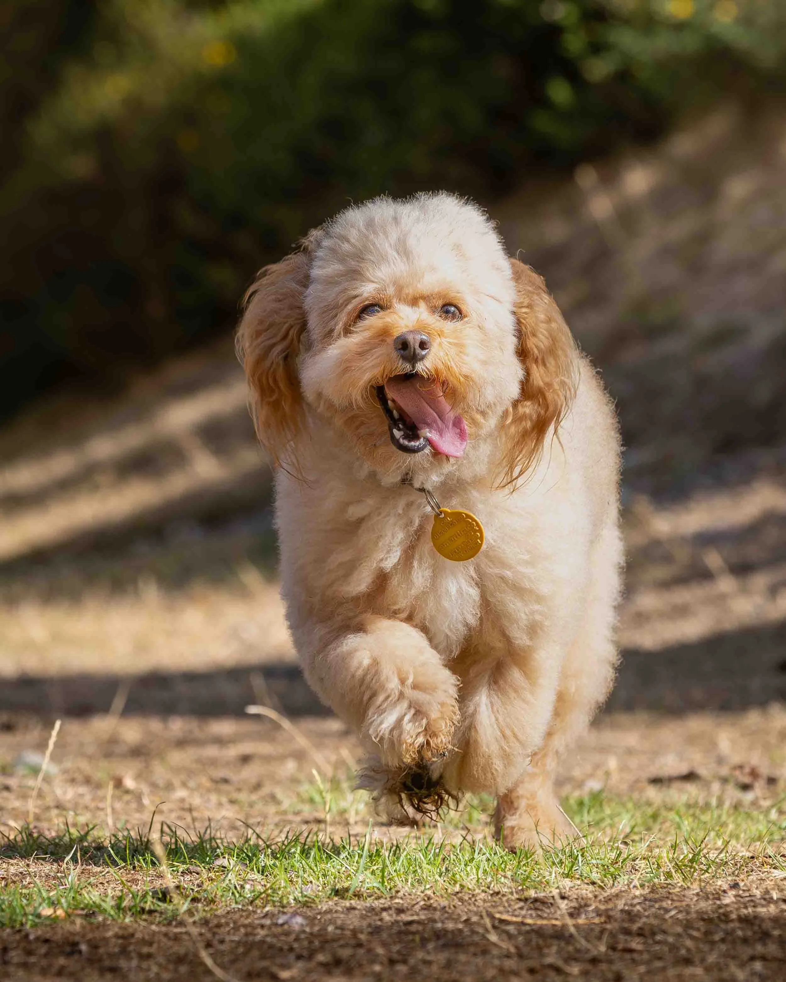 A happy curly-haired Toya Cavapoo running outdoors on grass and dirt, with a blurred wooded background.