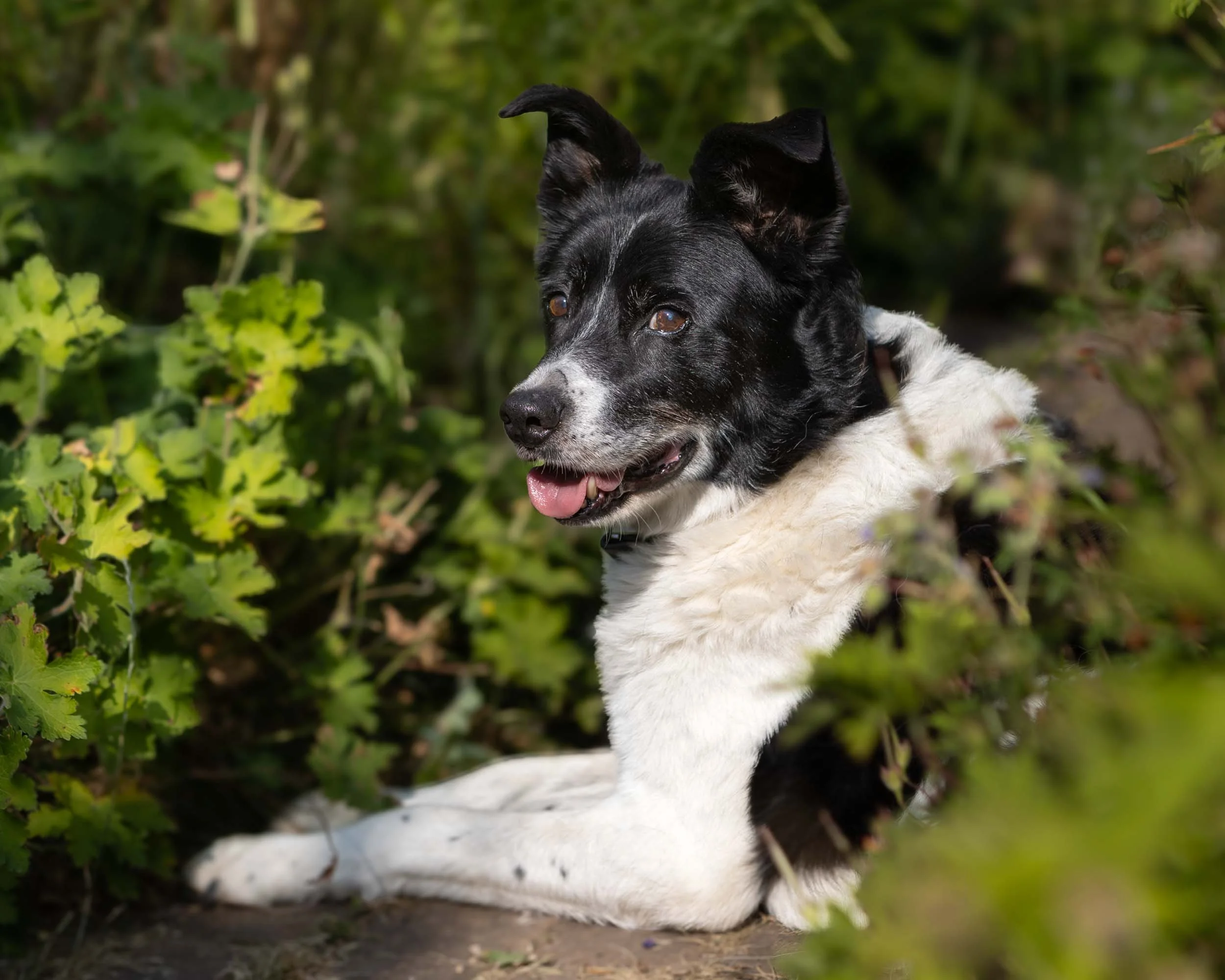 A black and white border collie dog with its tongue out, sitting outdoors among green foliage and bushes.