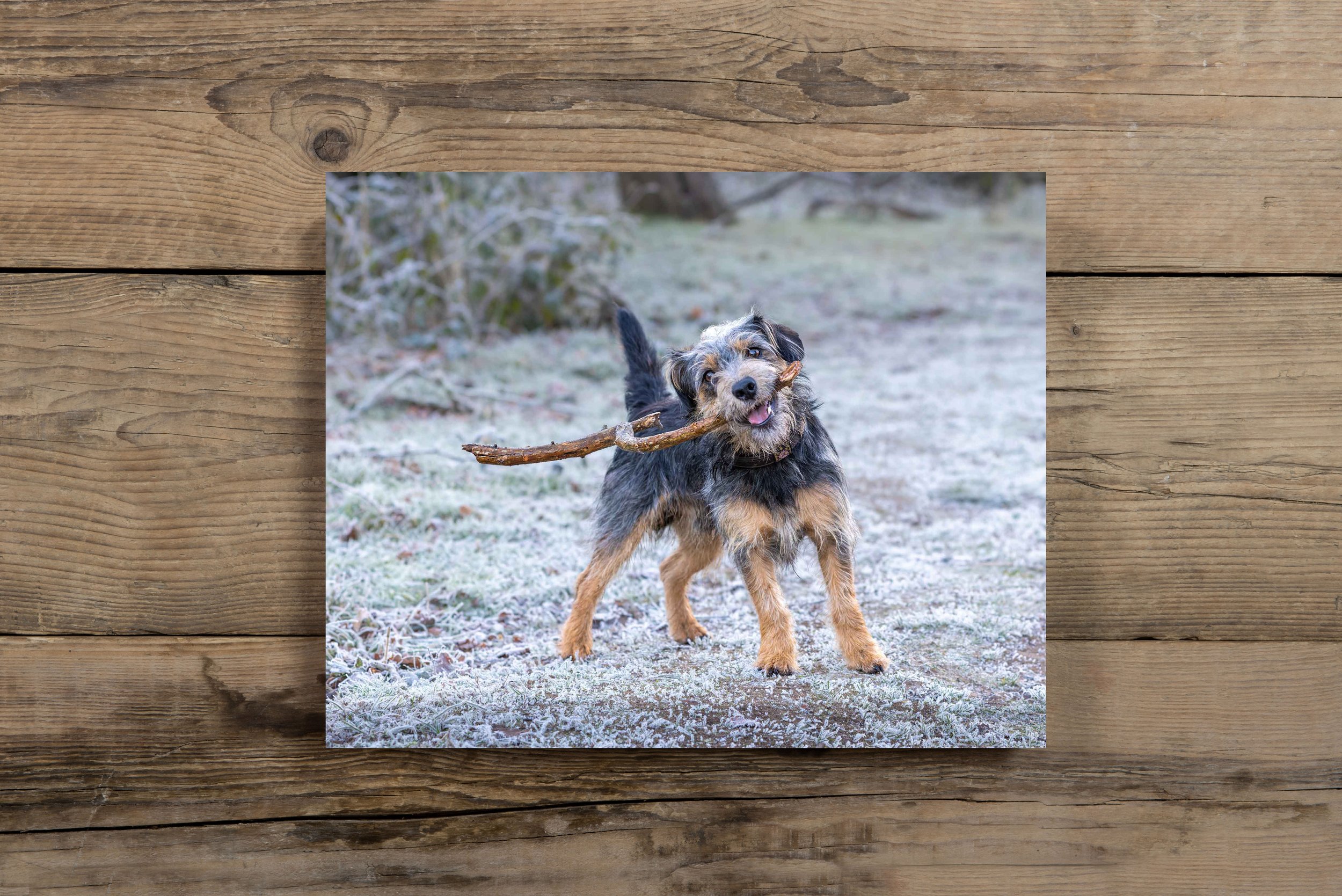 A gallery block wall art print of a photograph of Jack Russell dog playing outdoors on a frosty ground, holding a stick in its mouth, with a blurred background of trees and bushes.