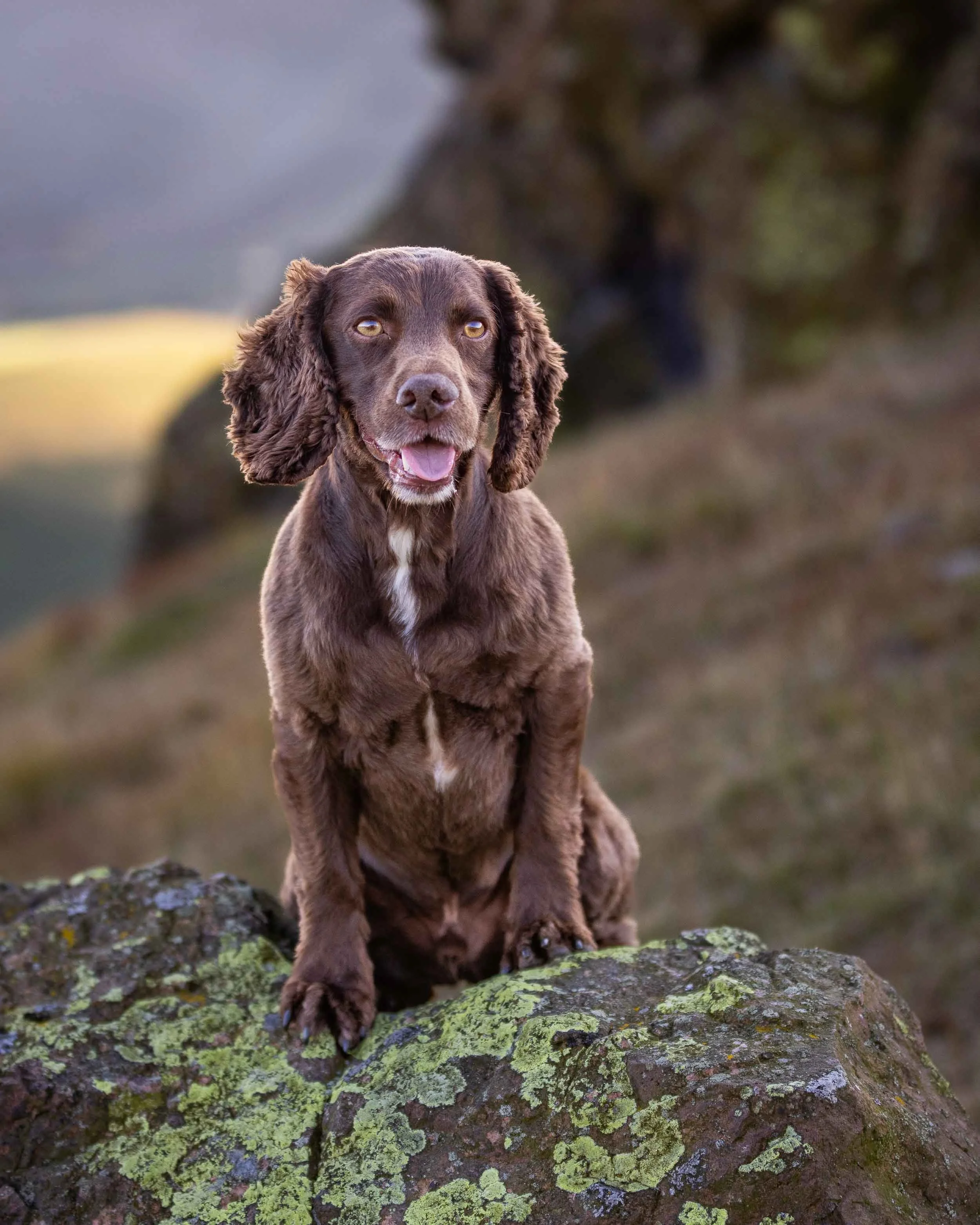 A cute brown puppy with long ears, sitting on a moss-covered log outdoors, with a blurred forest background.