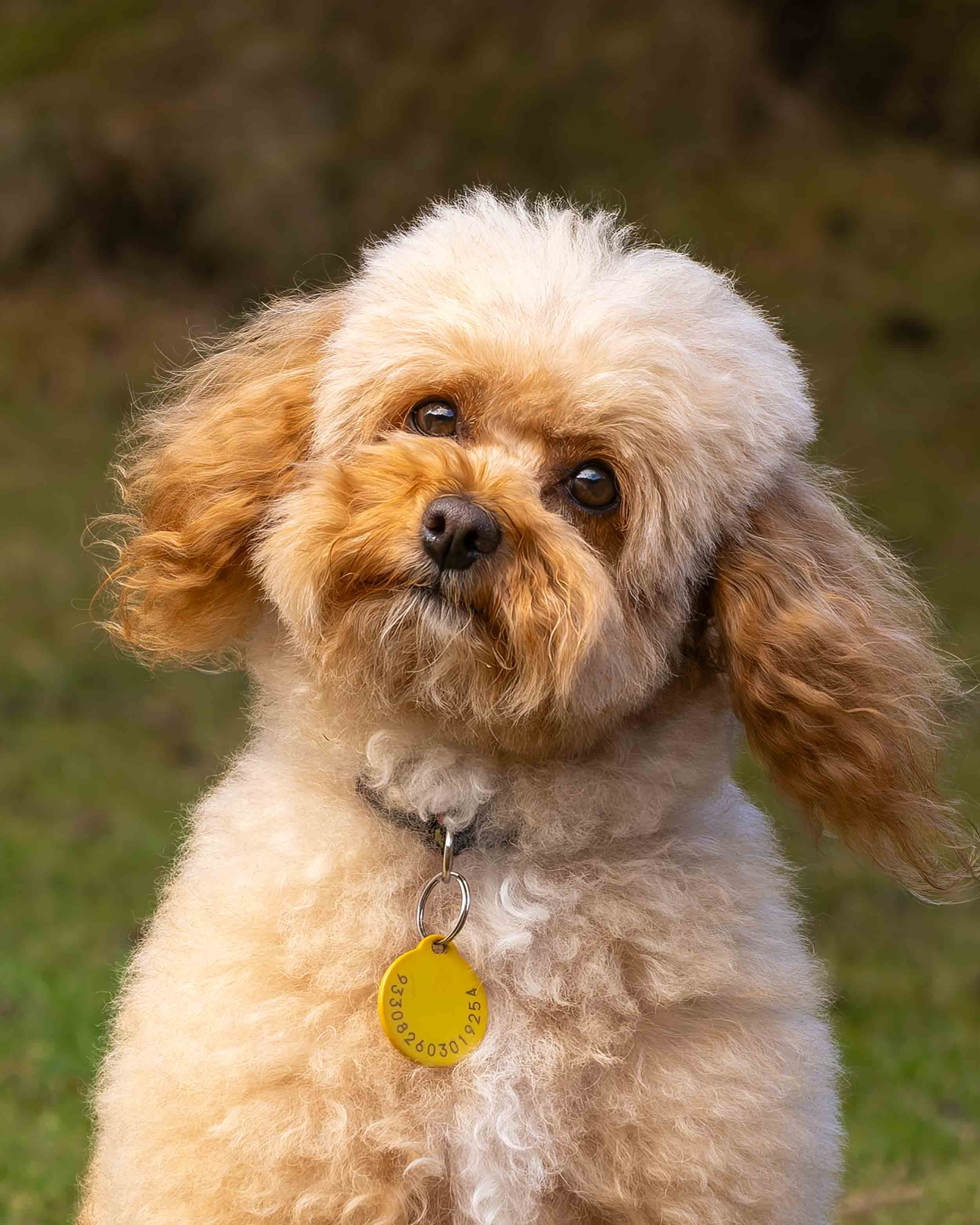 A cute fluffy Toy Cavapoo dog with light brown and cream fur, wearing a yellow identification tag on a collar with a blurred outdoor background.