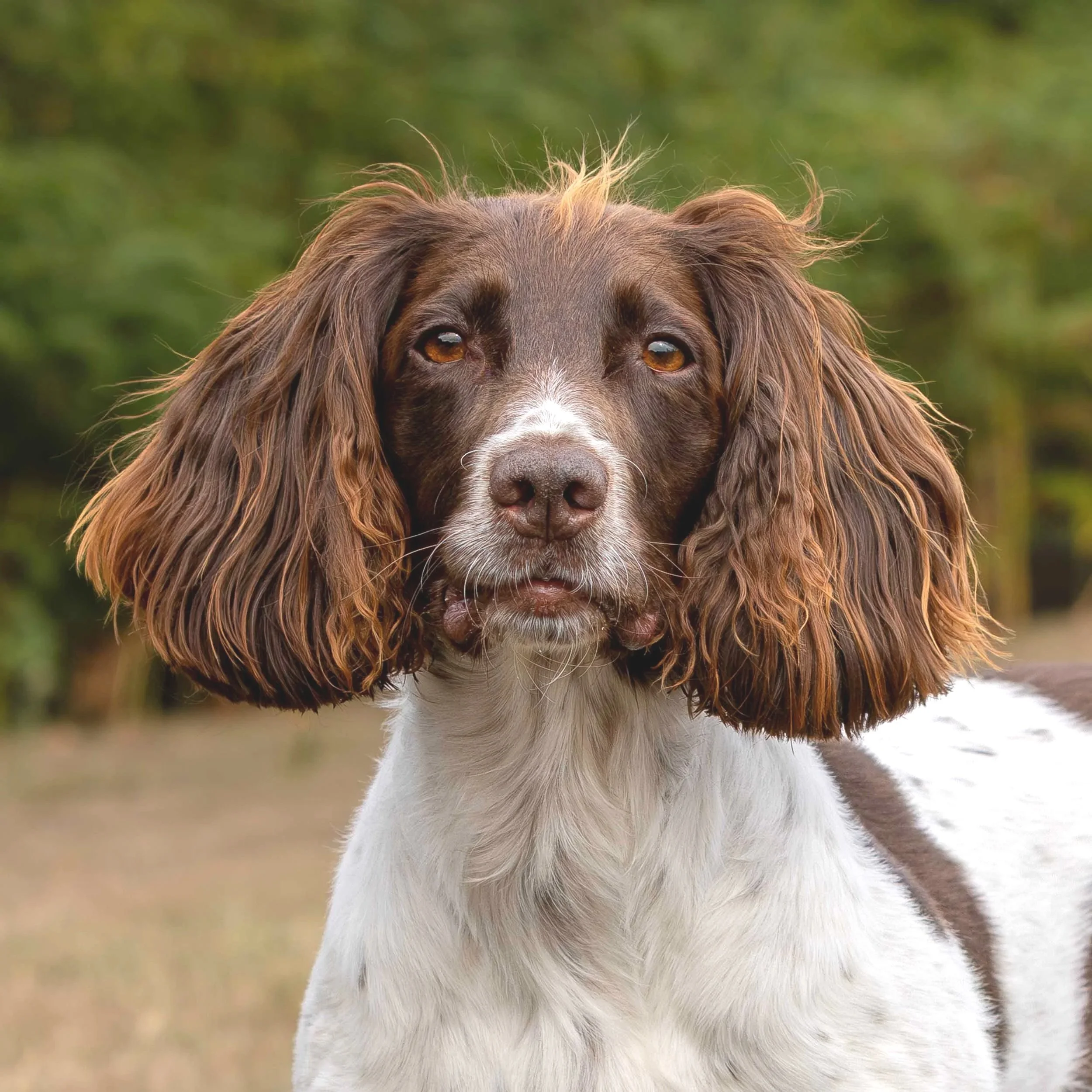 Close-up of a Springer Spaniel dog with long, wavy brown and white fur, standing outdoors with blurred green background.